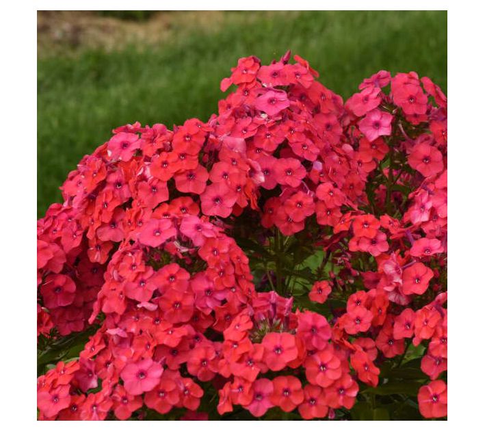Roberta's Phlox All Sunset Coral Tall Upright 1c