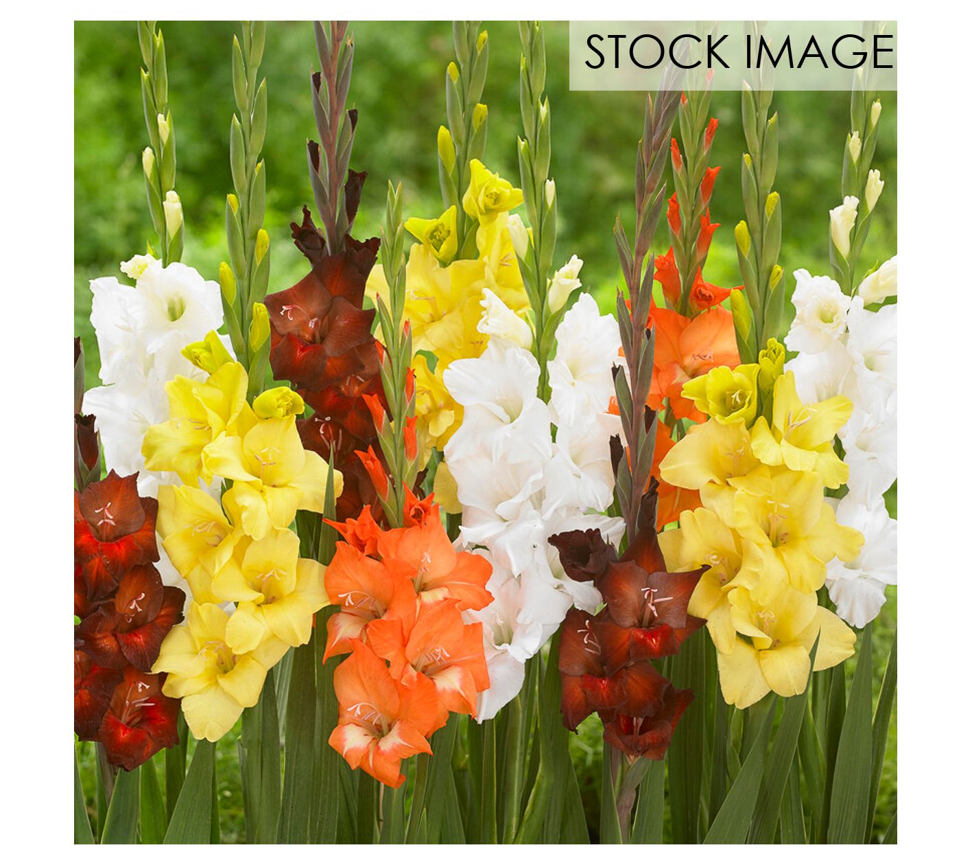Van Zyverden Gladiolus Large Sunrise Blend Setof 25 Bulbs