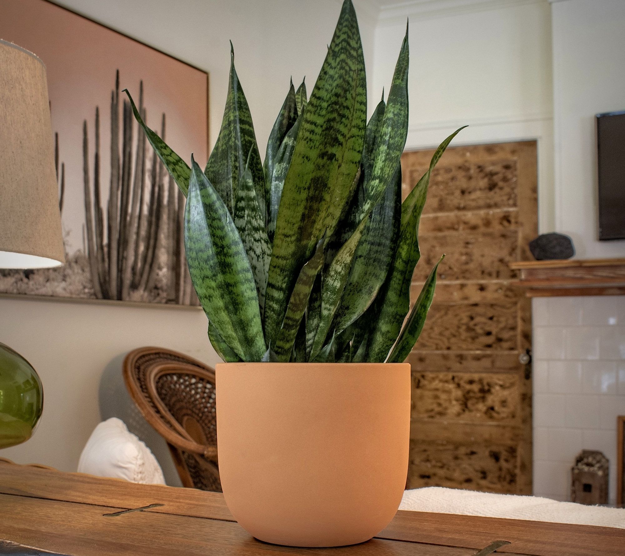 Cottage Farms 1pc Black Coral Snake Plant