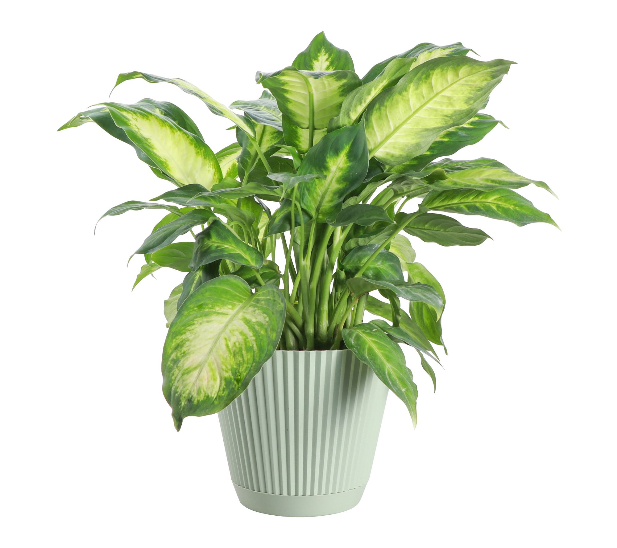 Thorsen's Greenhouse Live Dieffenbachia Plant in Ruffle Pot
