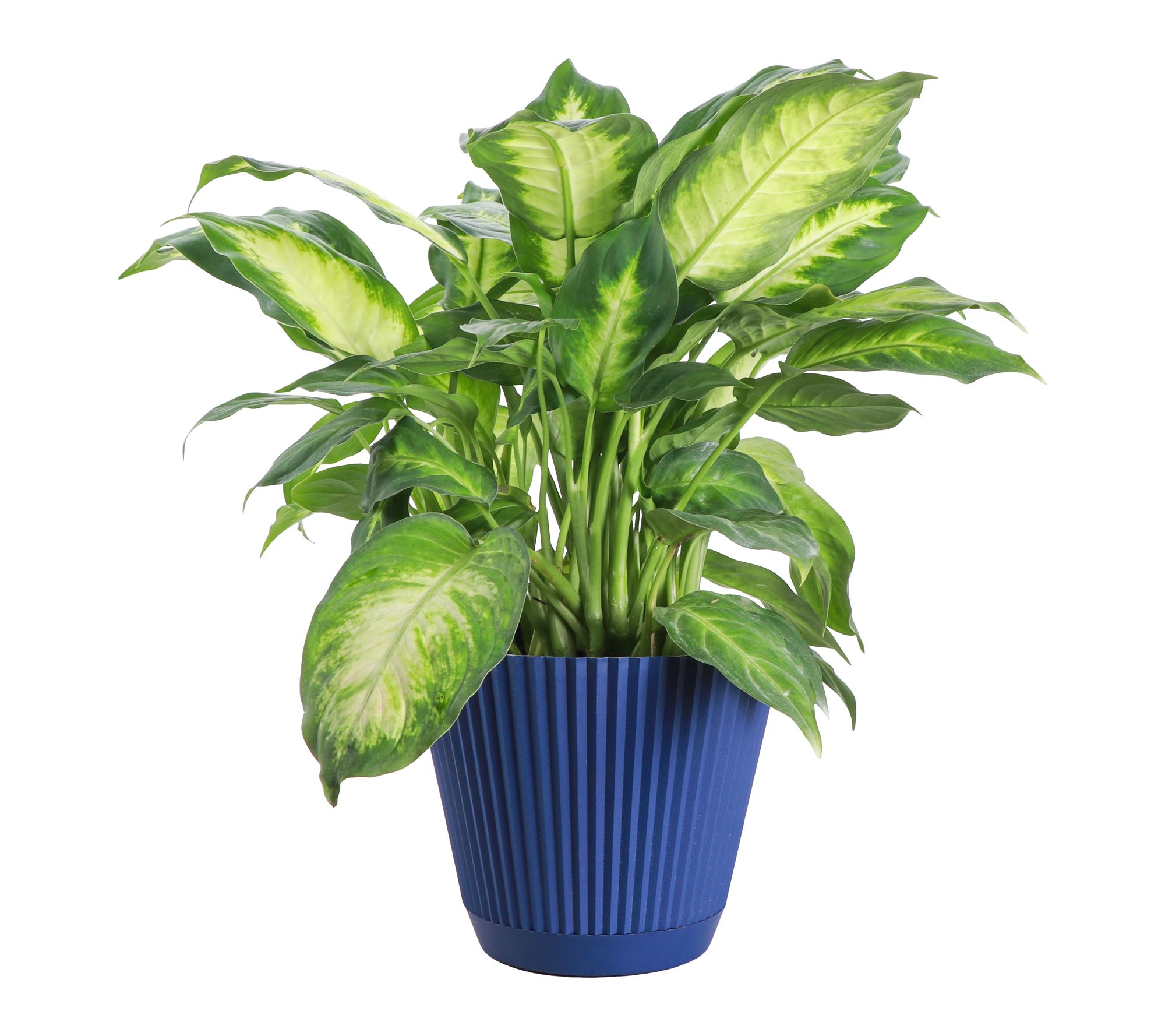 Thorsen's Greenhouse Live Dieffenbachia Plant in Ruffle Pot