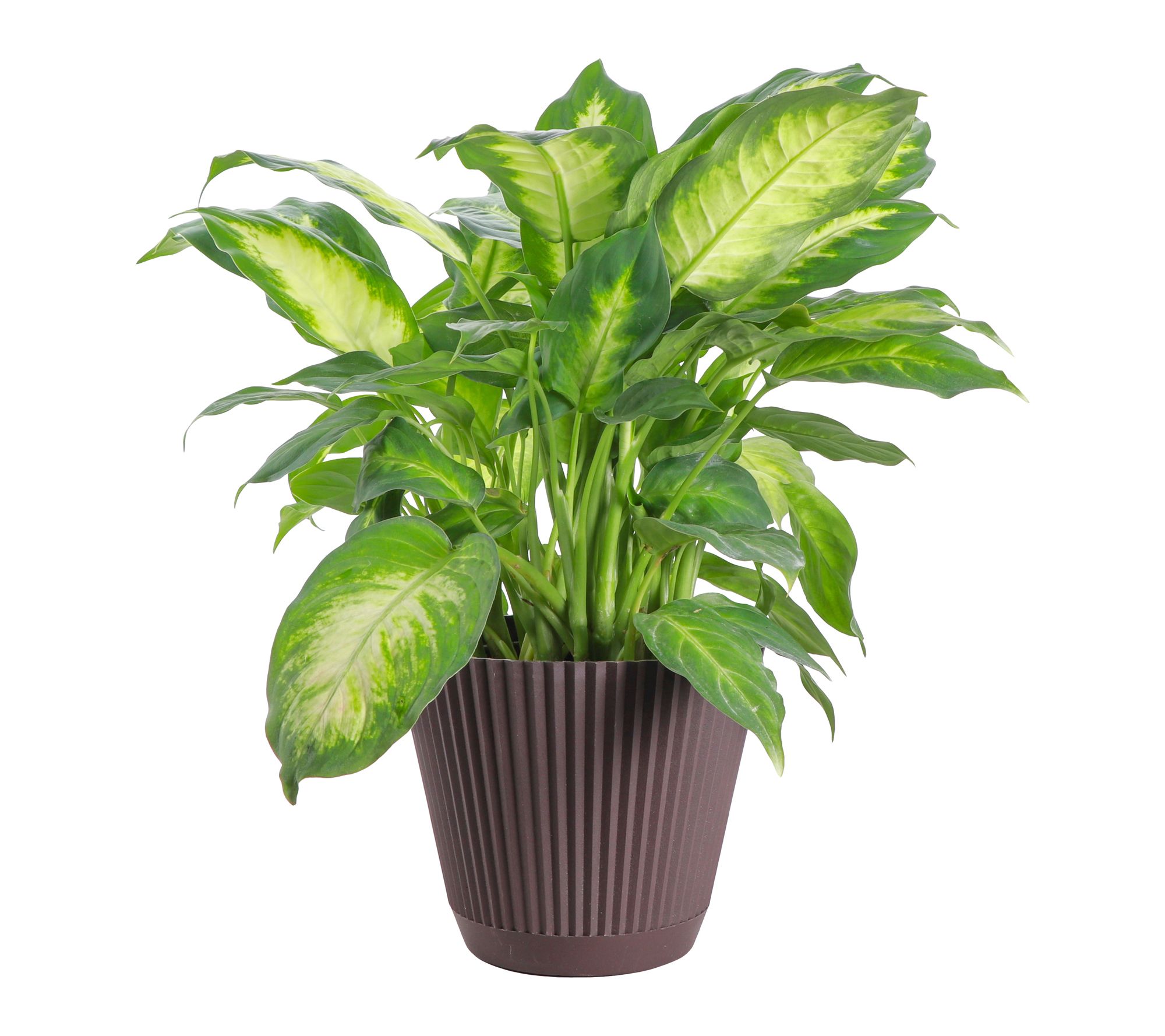 Thorsen's Greenhouse Live Dieffenbachia Plant in Ruffle Pot