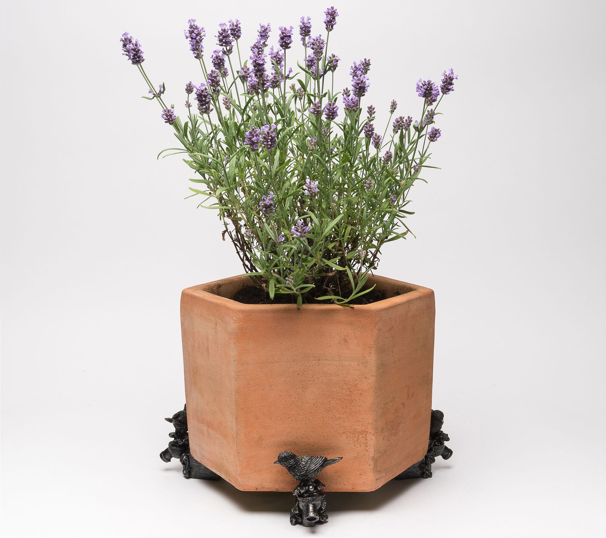 Potty Feet Piedini Per Vaso – Pecora In Bronzo Antico (Set Da 3), Per Sollevare Vasi, Migliorare Drenaggio E Prevenire Macchie, Uso Interno/esterno, Resistente Al Gelo