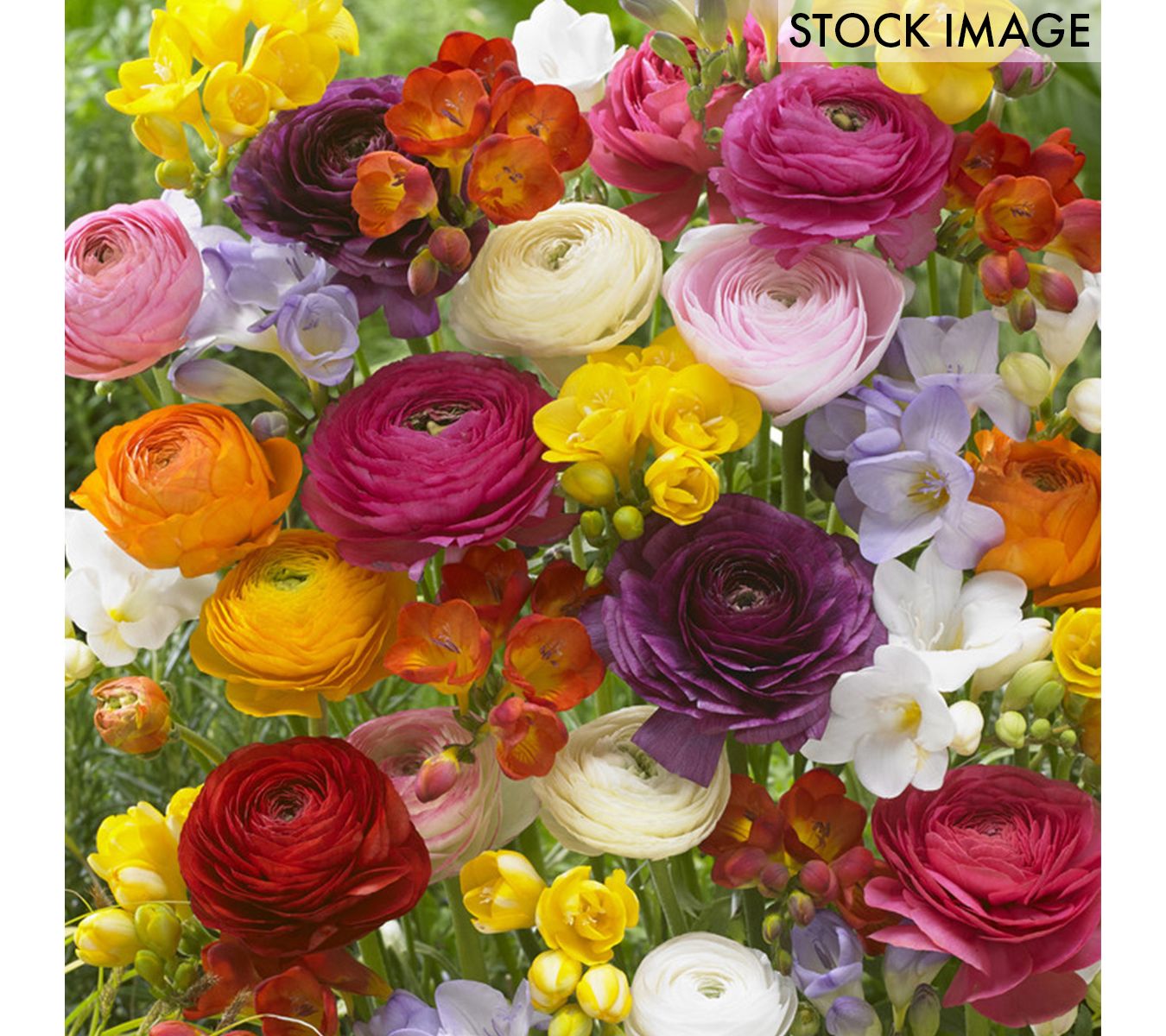 Van Zyverden Grand Freesia & Ranunculus Blend Set of 75 Bulbs