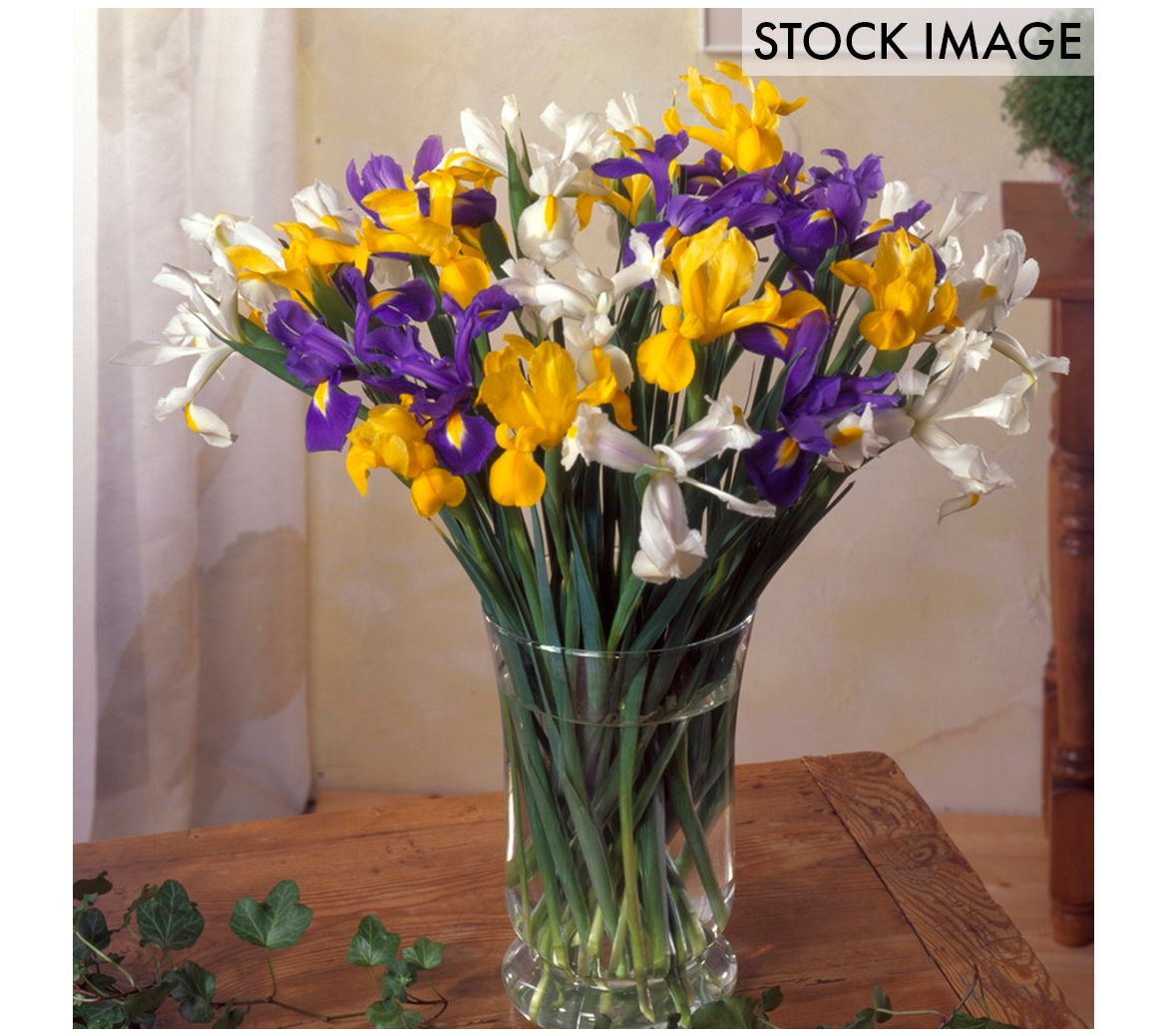 Van Zyverden Dutch Iris Mixed Mammoth Bulbs Setof 25 Bulbs