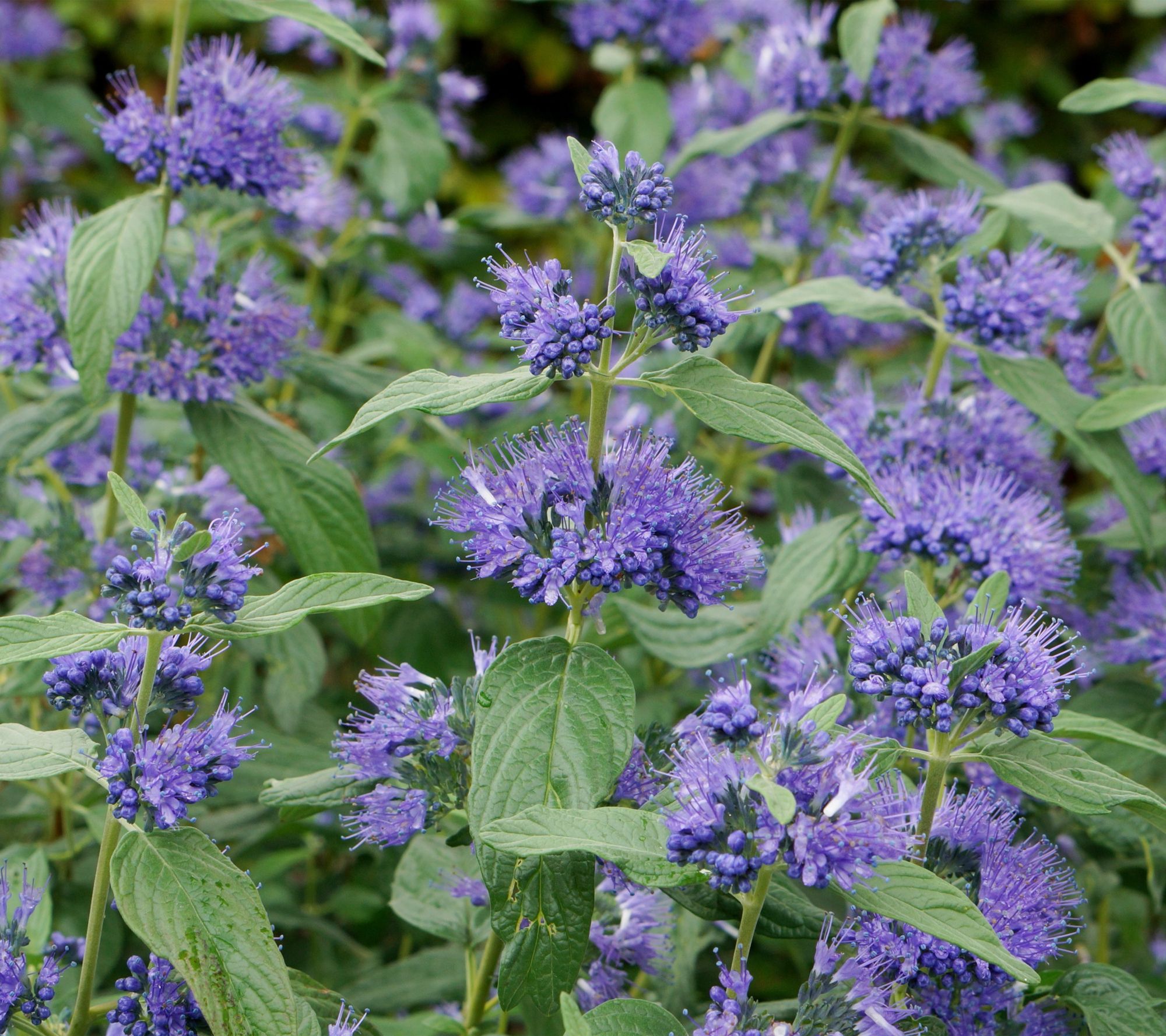 Roberta's 1-PcSturdy & Savory Blue Empire Caryteris ShWk921