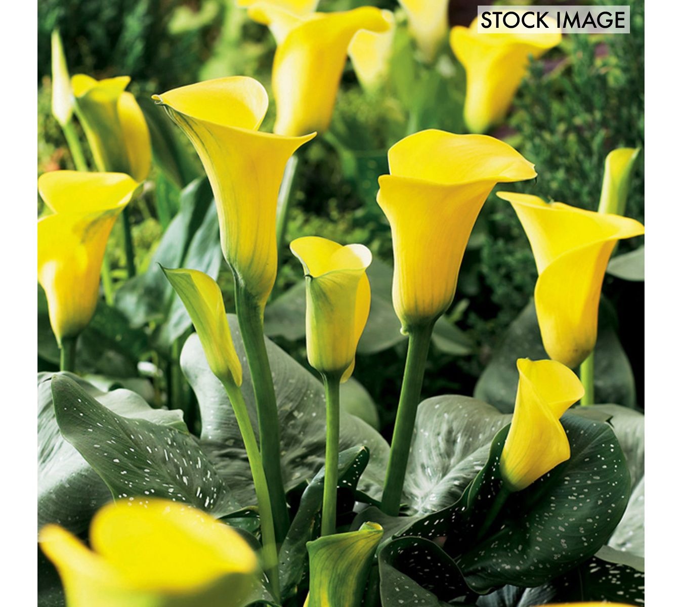 Van Zyverden Callas Sunshine Set of 5 Bulbs