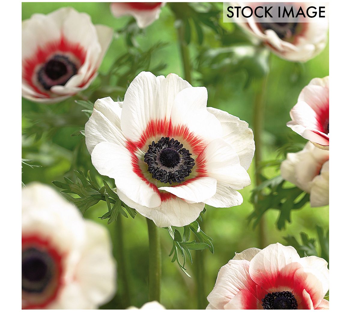 Van Zyverden Wind Flowers Anemone Bicolor Set of 25 Bulbs