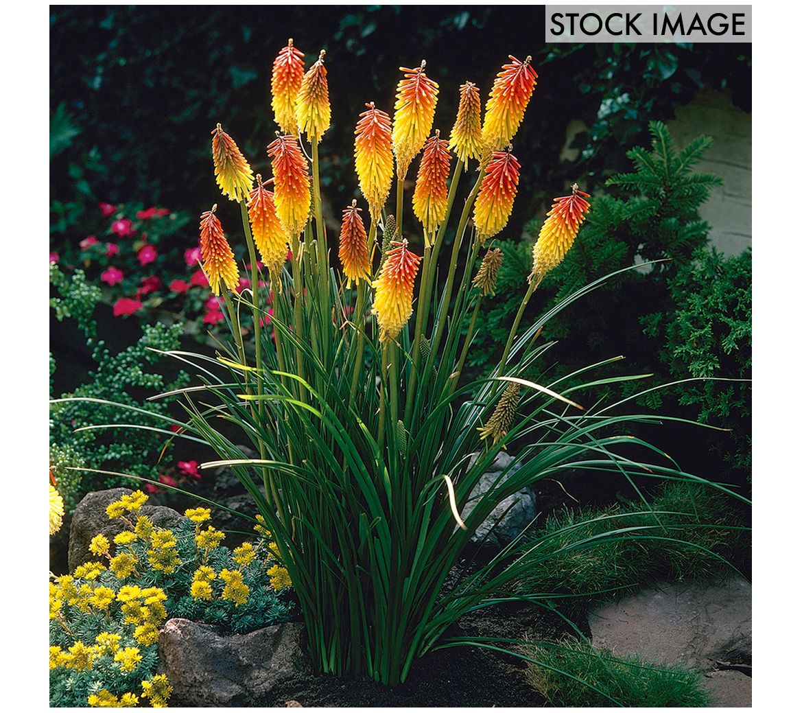 Van Zyverden Kniphofia Red Hot Poker Set of 5 Roots