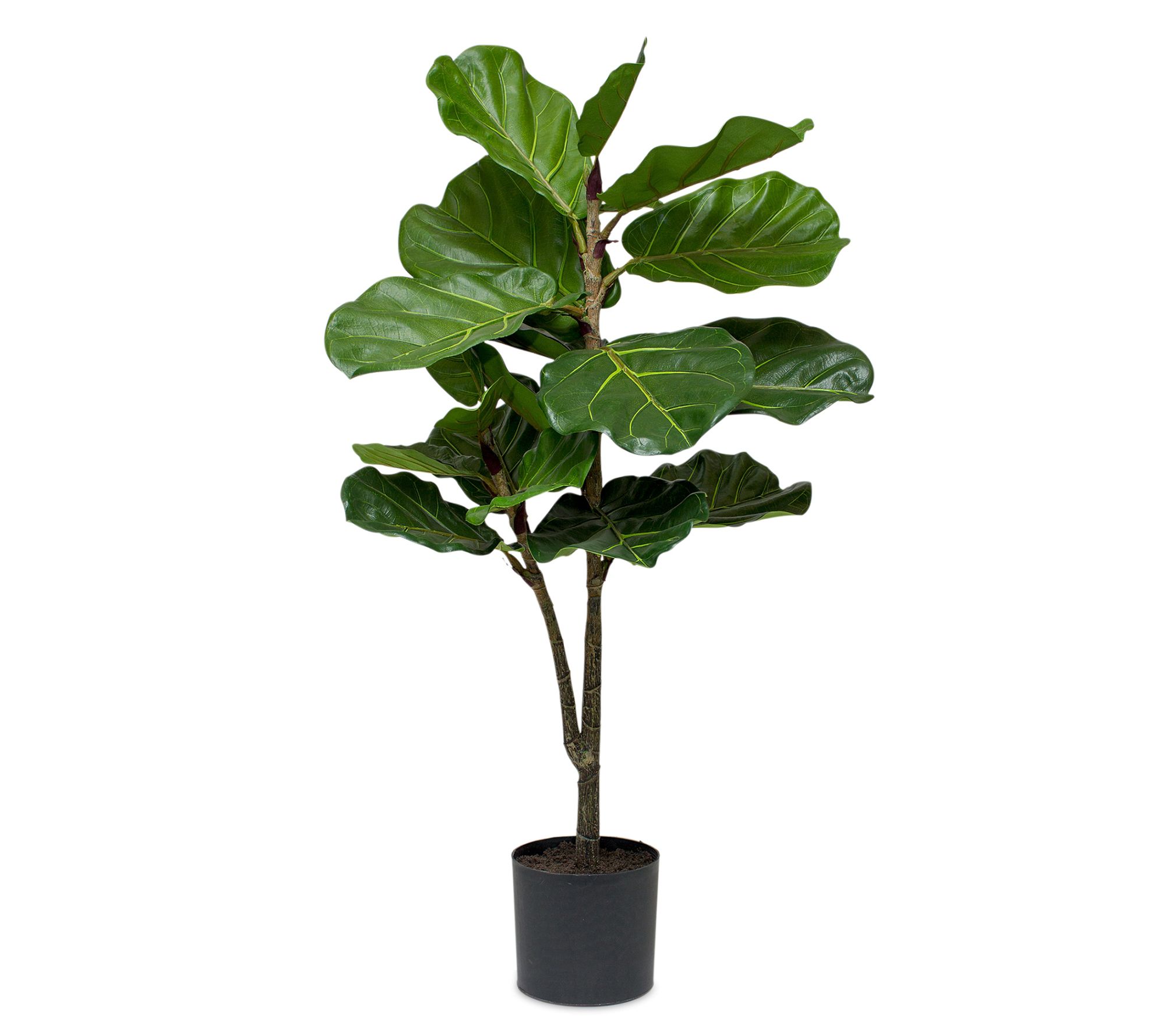 Melrose Fiddle Leaf Fig Tree in Black Pot 40"H