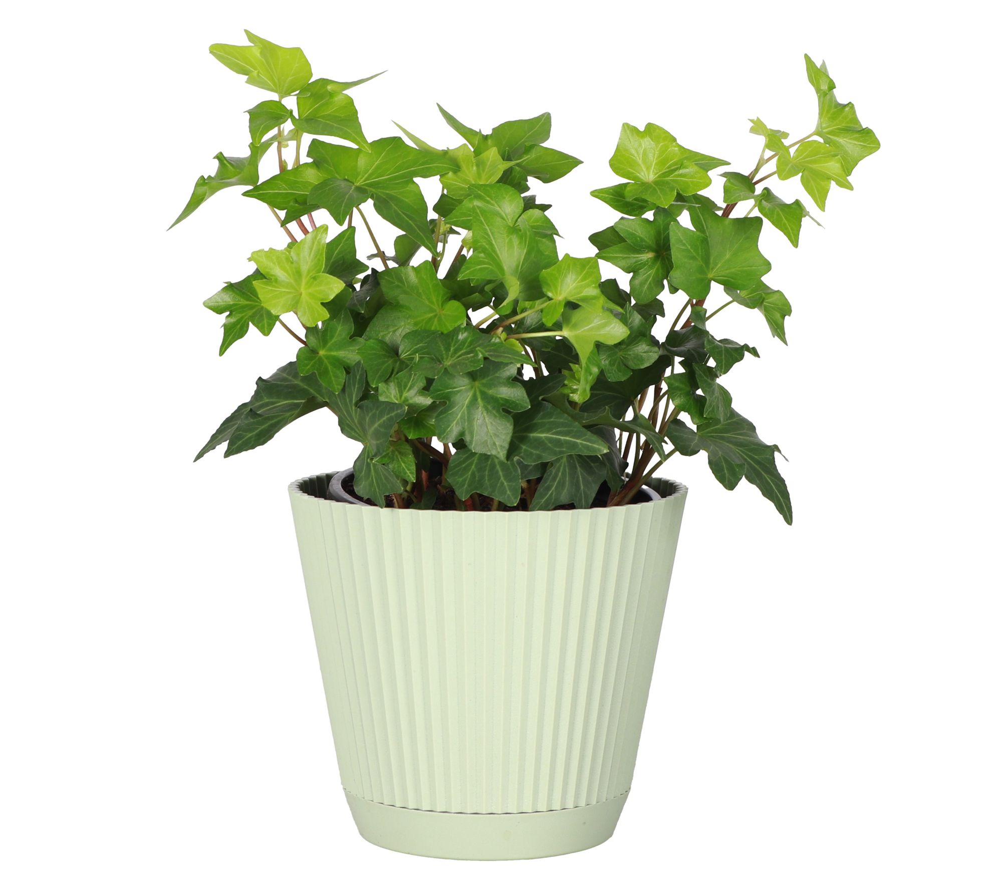 Thorsen's Greenhouse Live 4" English Ivy Plantin Ruffle Pot