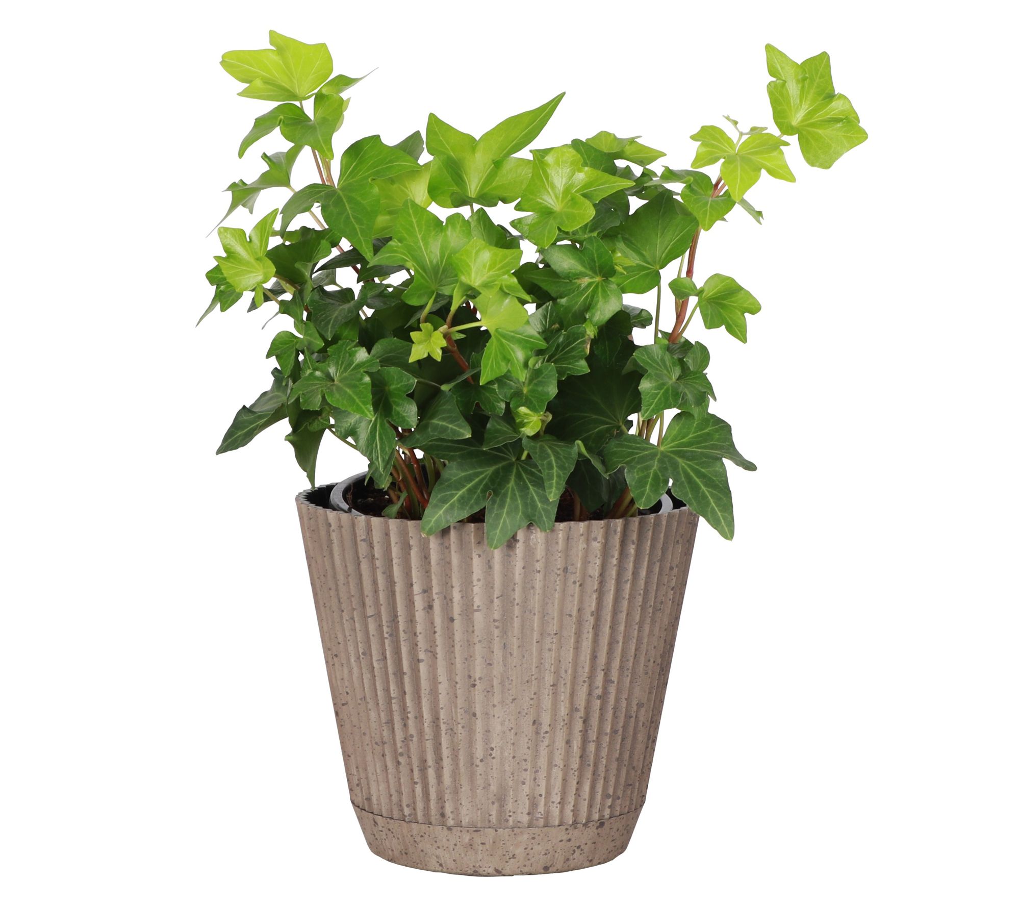 Thorsen's Greenhouse Live 4" English Ivy Plantin Ruffle Pot