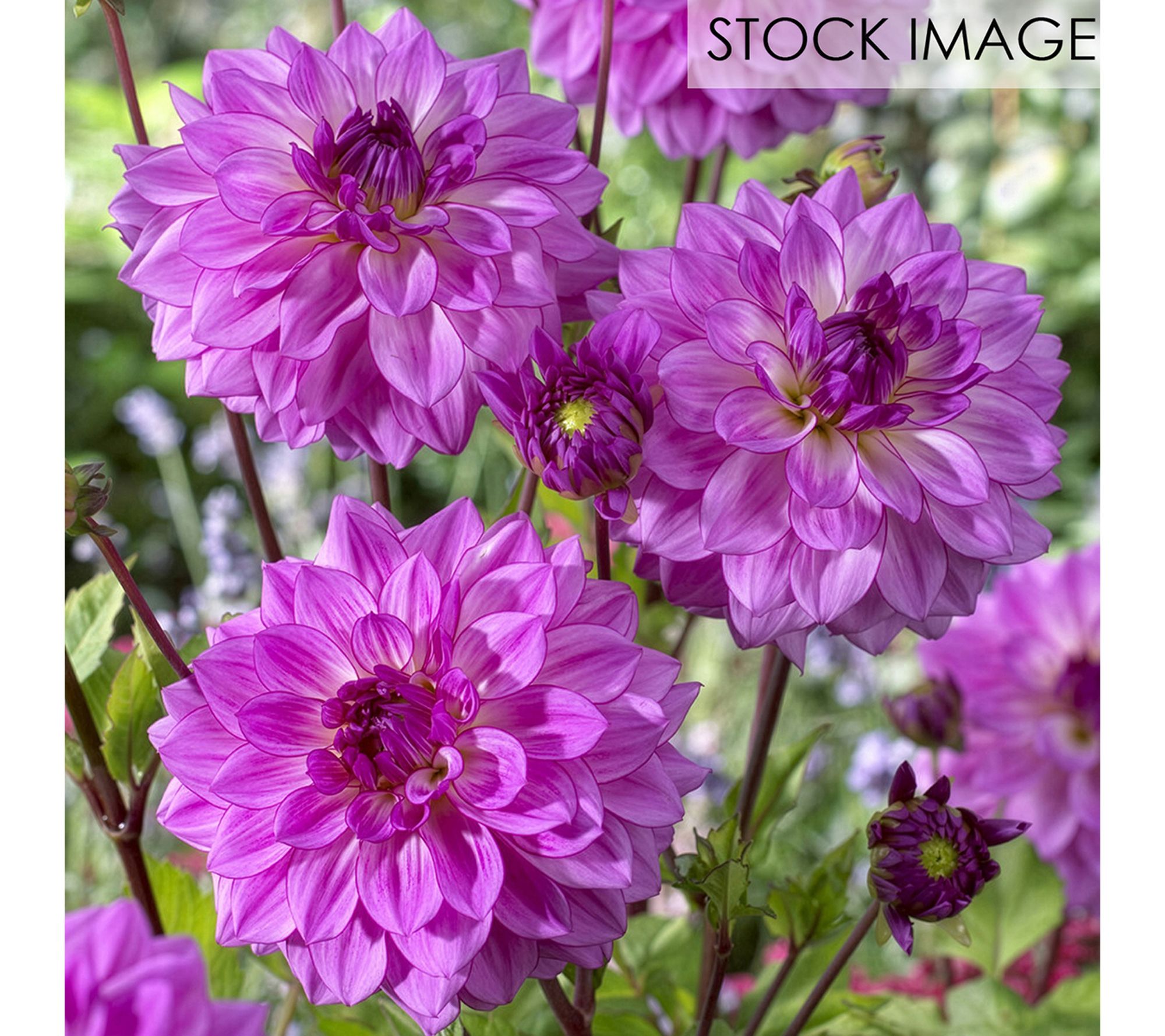 Van Zyverden Dahlias Lake Michigan Set of 5 Bulbs