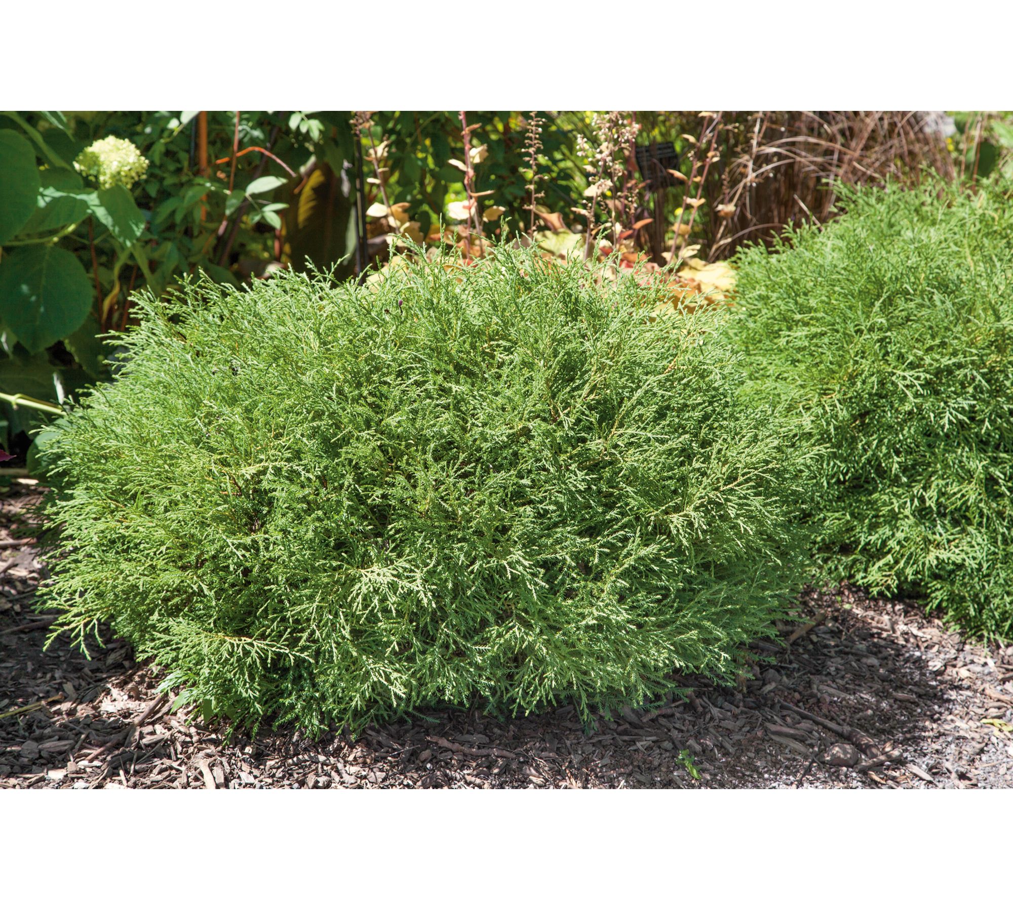 Roberta's 1 pc. Mr. Bowling Ball Arborvitae Shrub