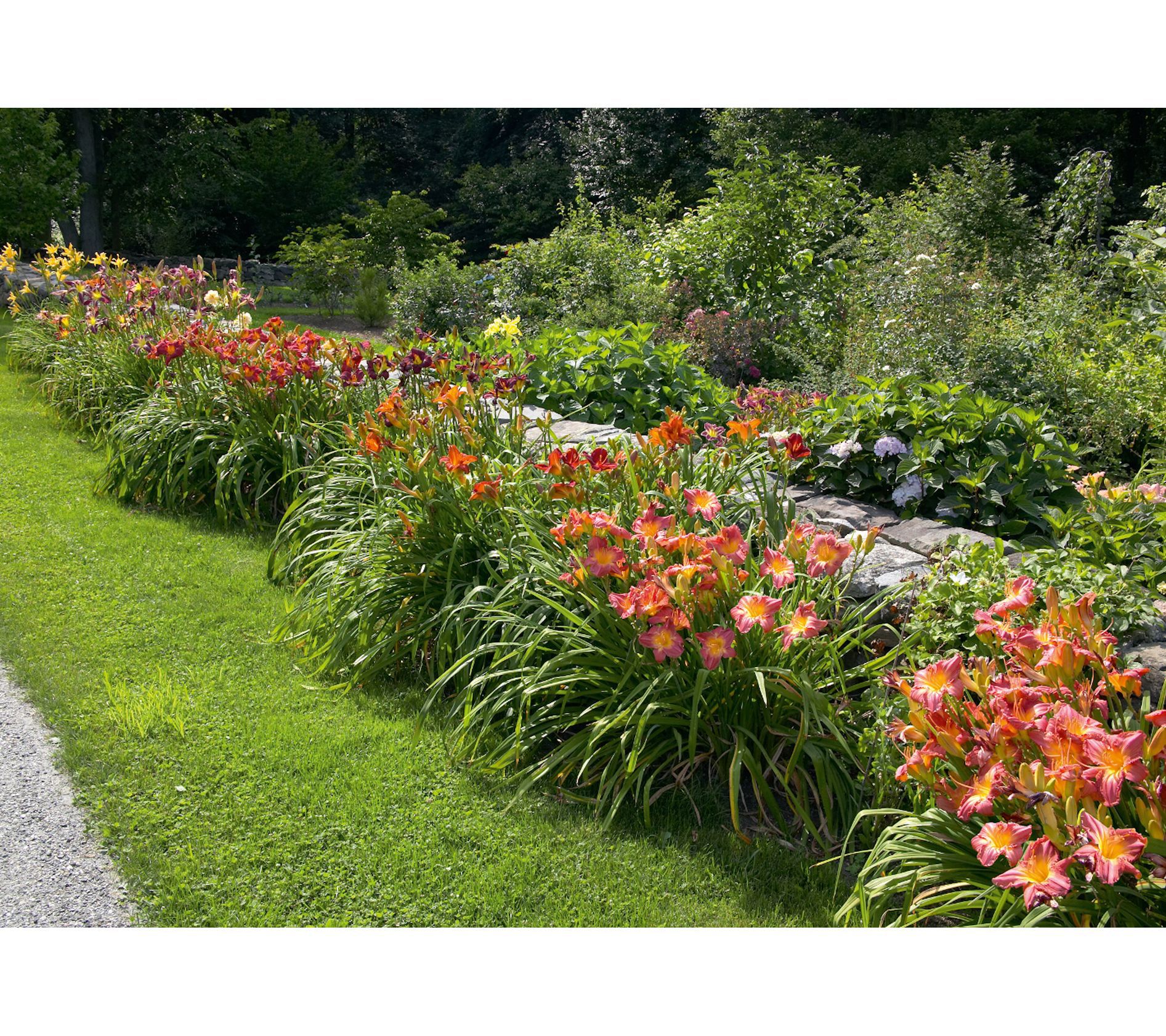 Roberta's 3-Pc Continuous Blooming EveryDaylily Collection