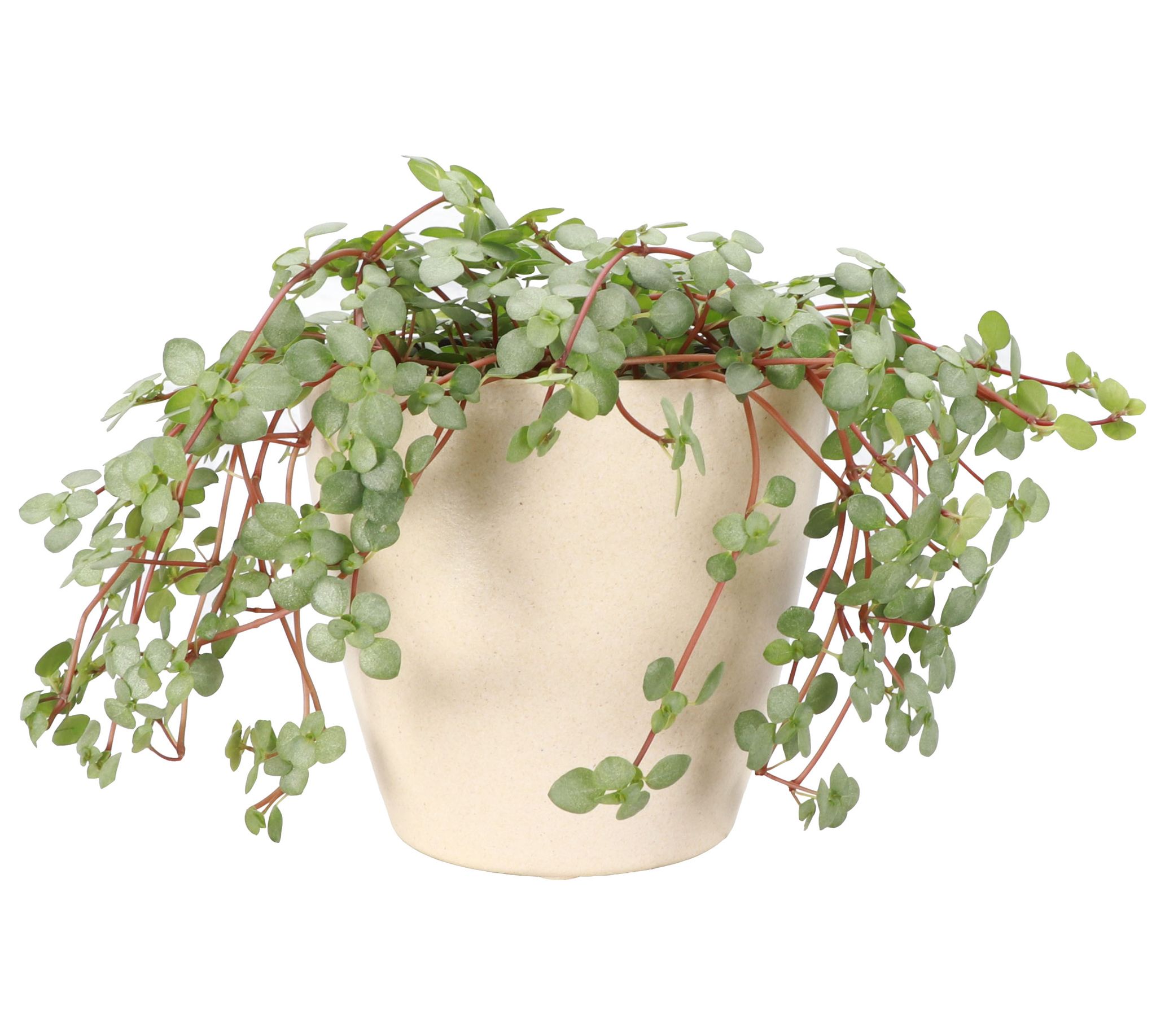 Thorsen's Greenhouse Live 4" Silver Baby Tears Plant, Eco Pot
