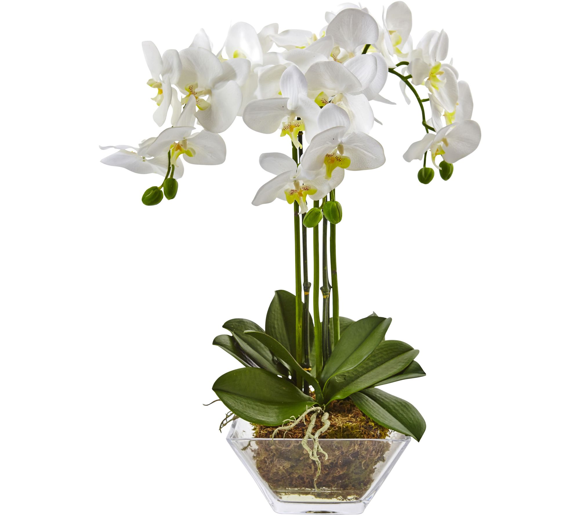 Triple Phalaenopsis Orchid in Glass Vase by Nearly Natural