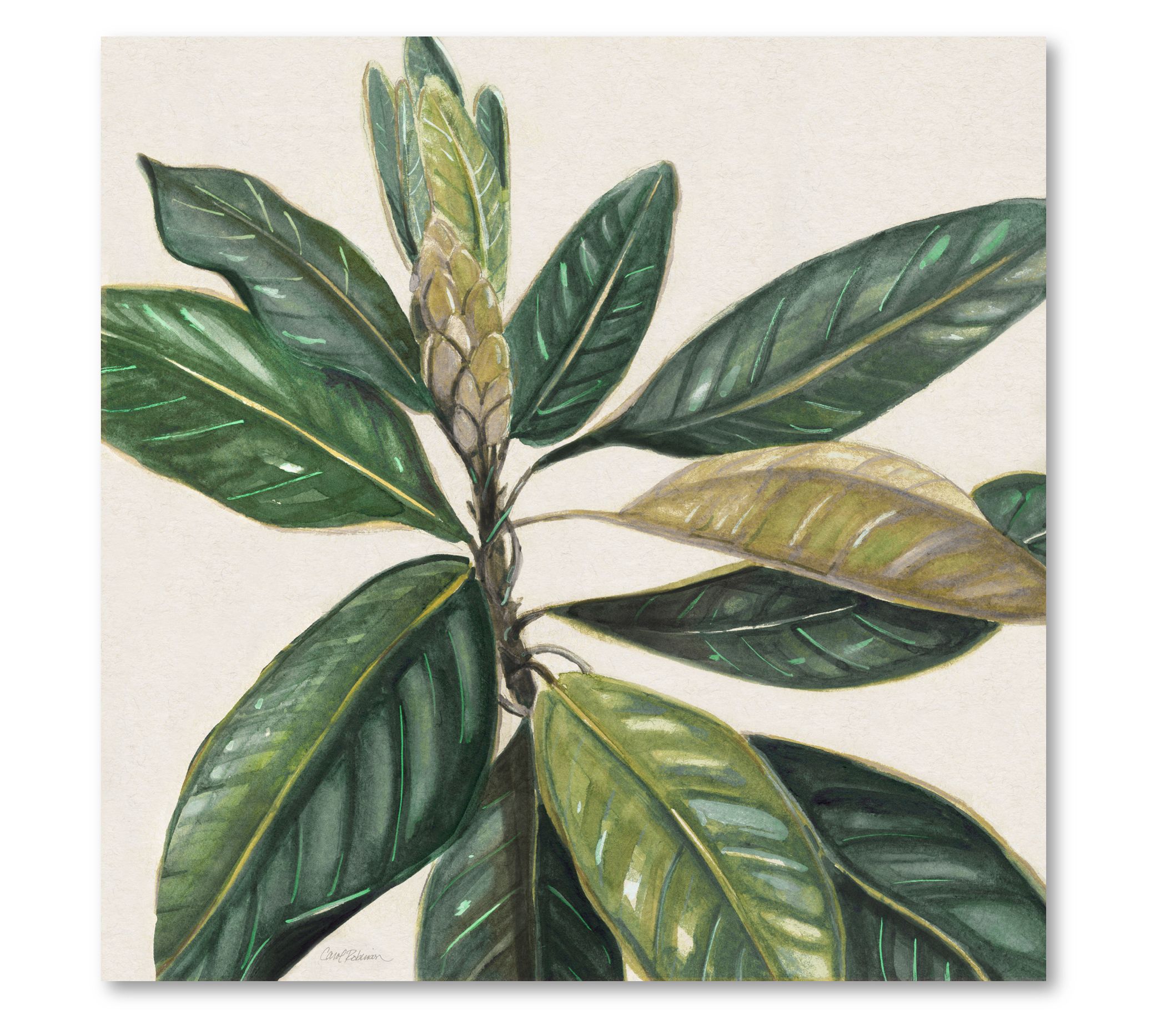 Courtside Market Magnolia Leaves II 16x16 Canvas Wall Art