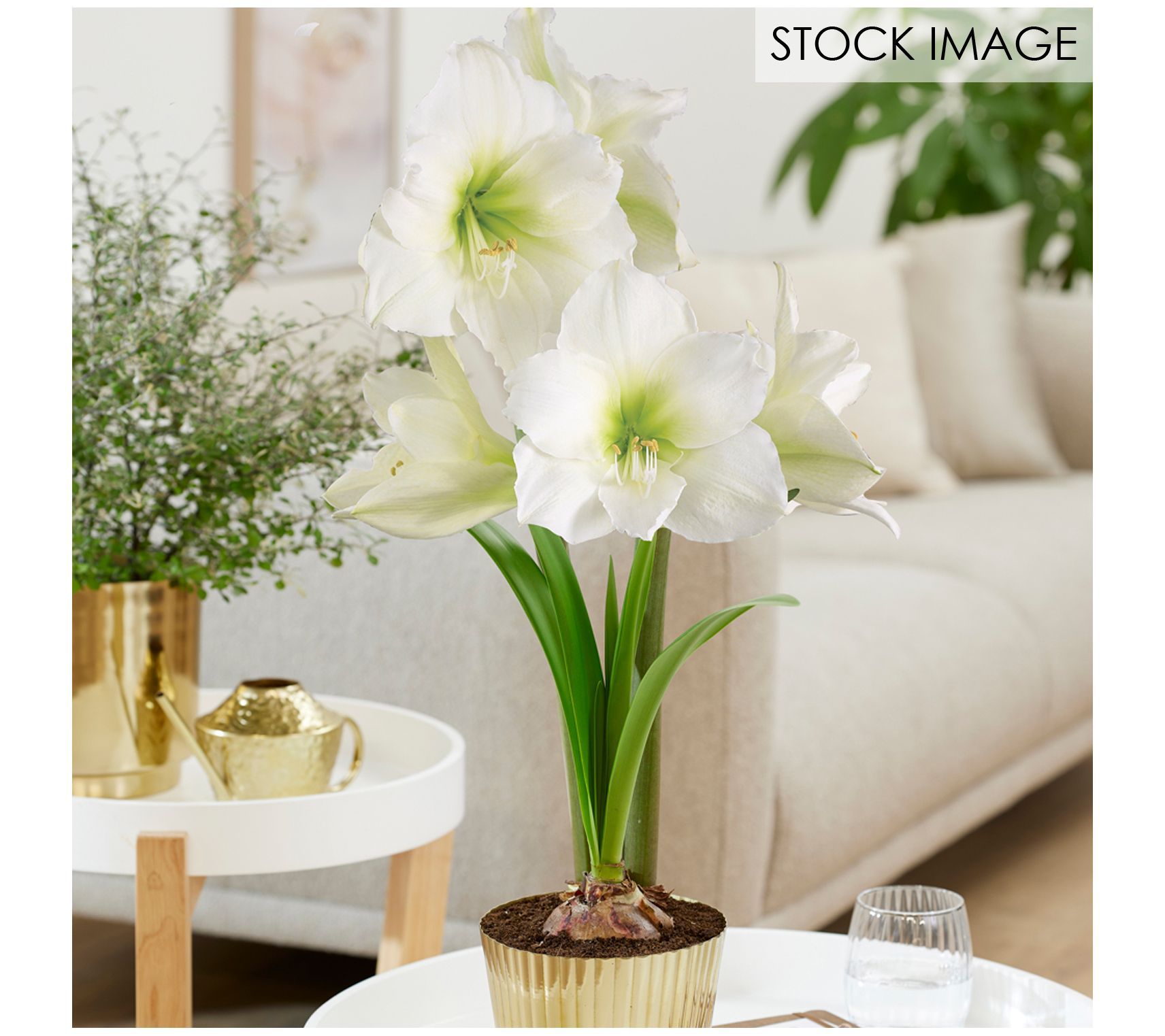 Van Zyverden Amaryllis Kit White with Fluted Planter