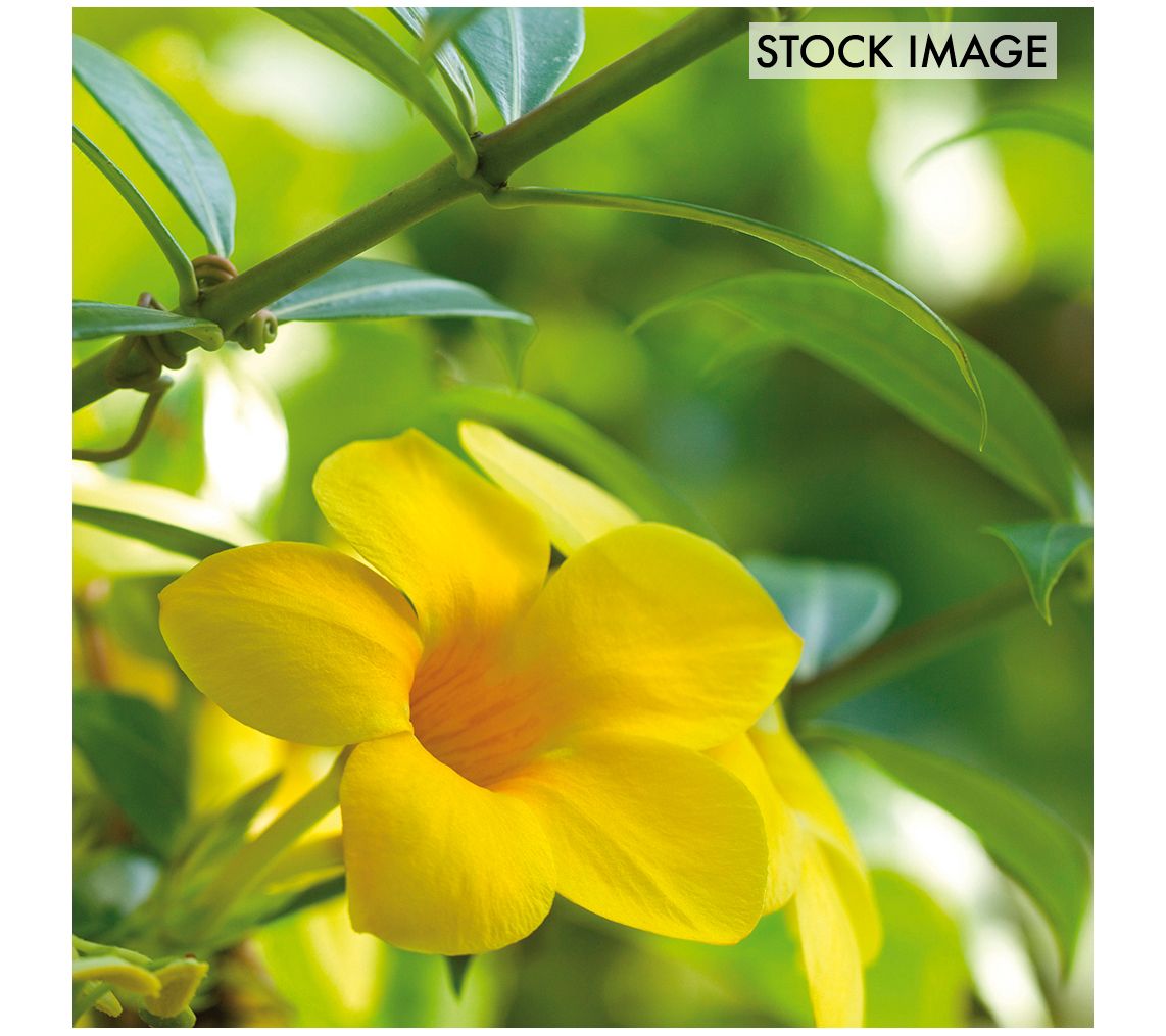 Van Zyverden Trumpet Vine Flava Set of 1 Root Stock