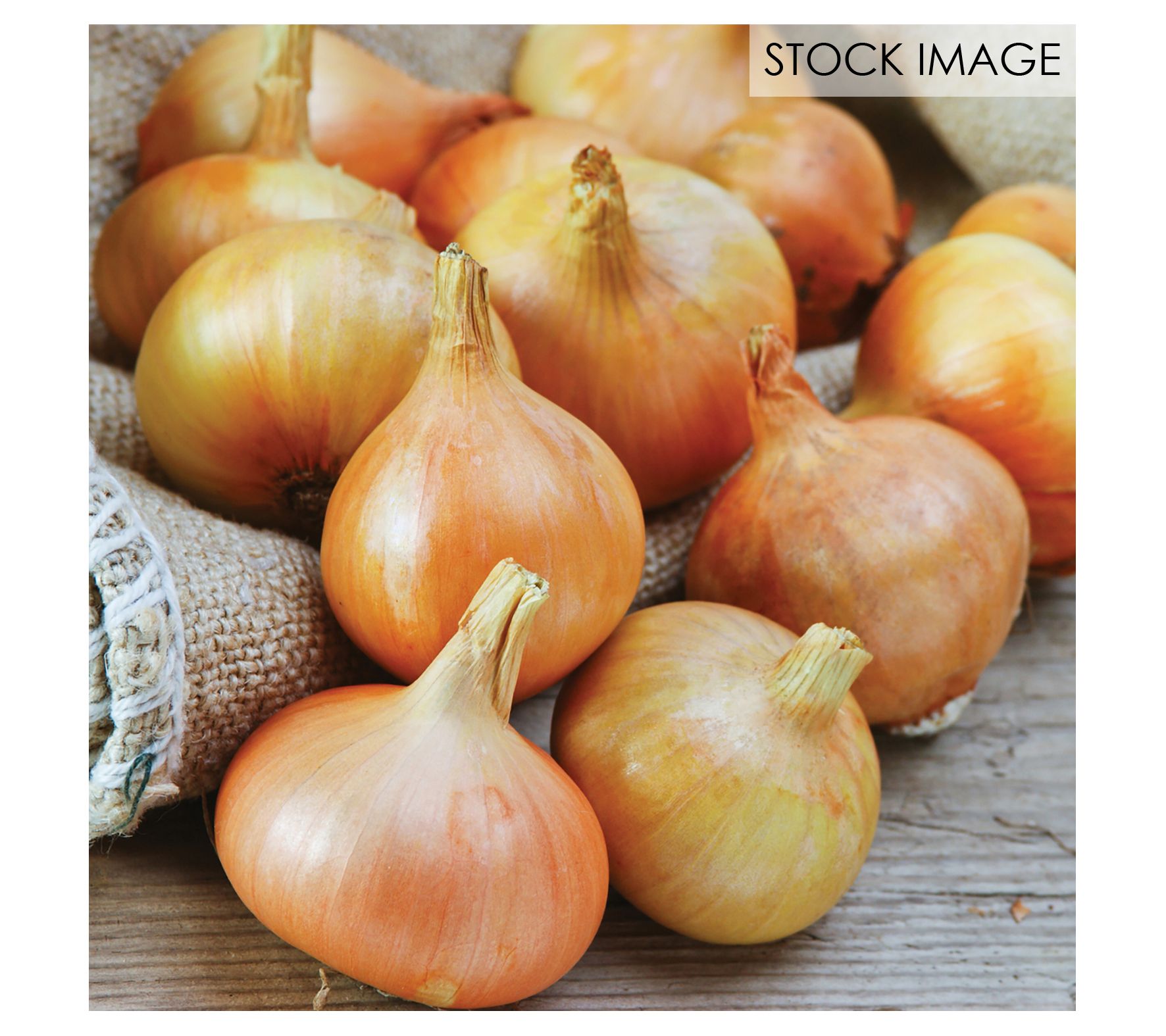 Van Zyverden Onion Sets Yellow Set of 250 Bulbs