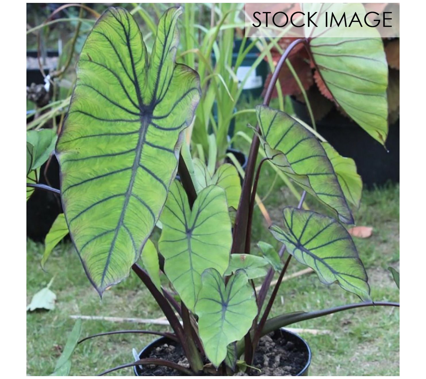 Van Zyverden Elephant Ears Royal Hawaiian BlueHawaii 1 Bulb