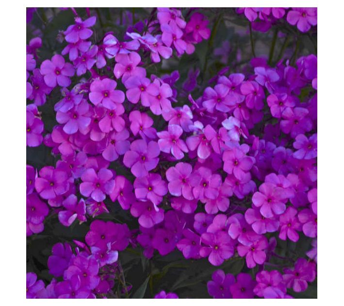 Roberta's Phlox All Cloudburst Violet Tall Upriht 1pc