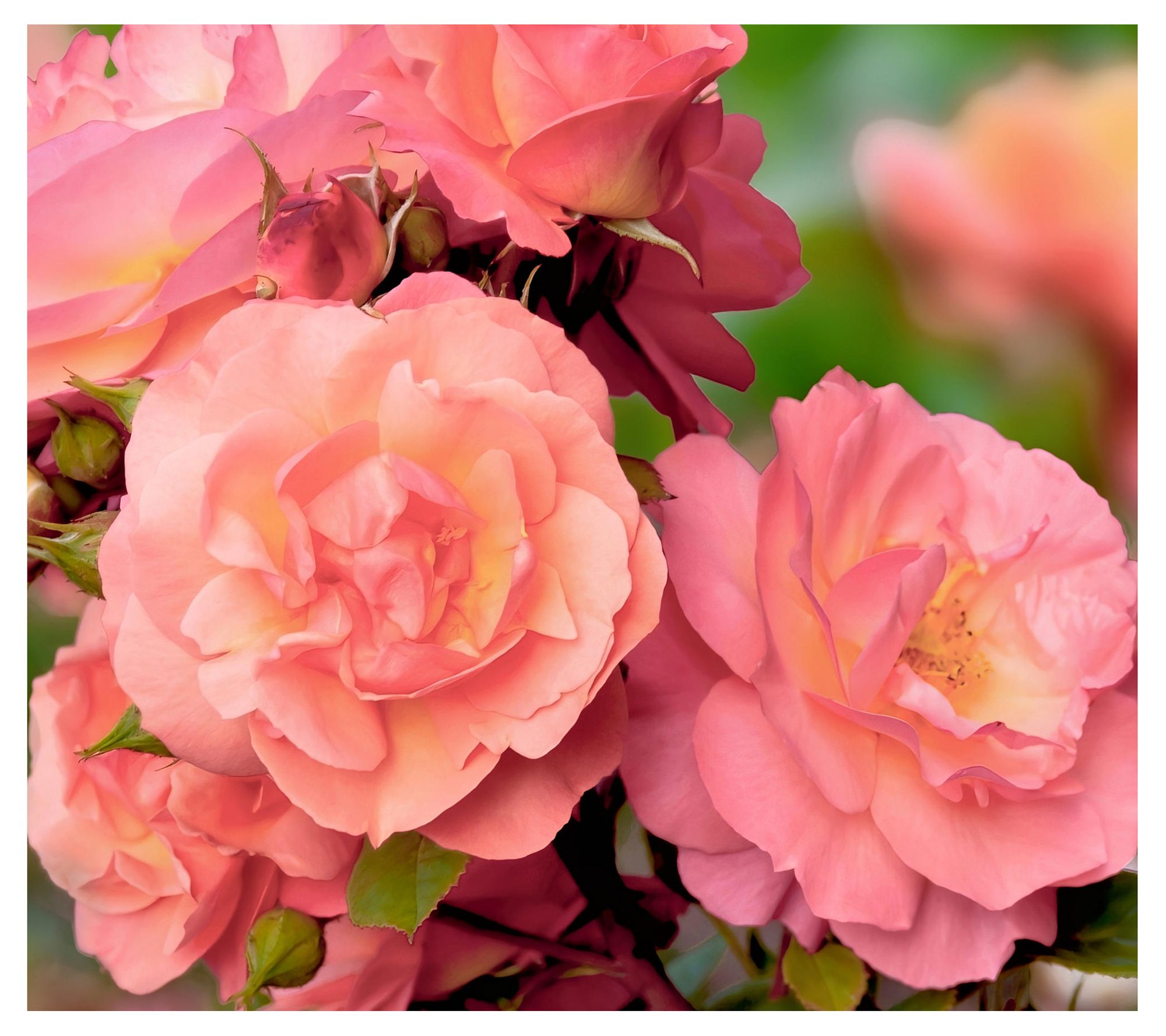 Cottage Farms Cherish Rose