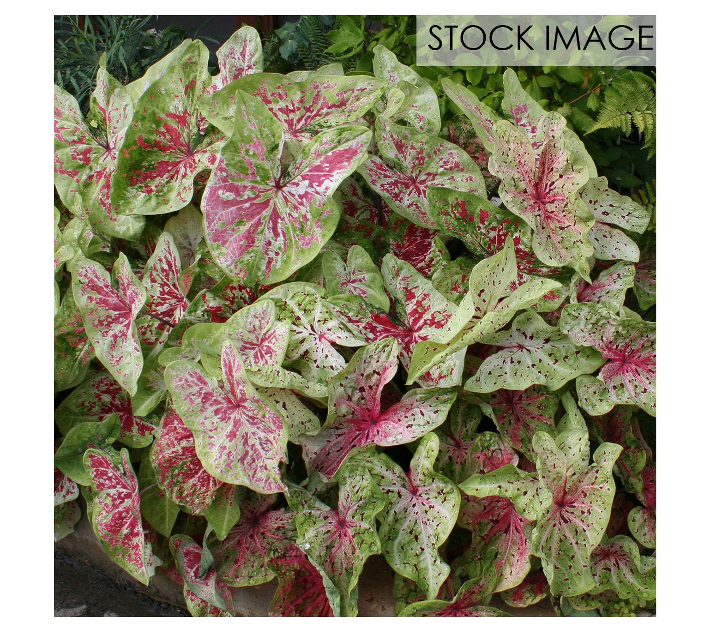 Van Zyverden Caladiums Dwarf Miss Muffet Set of3 Bulbs