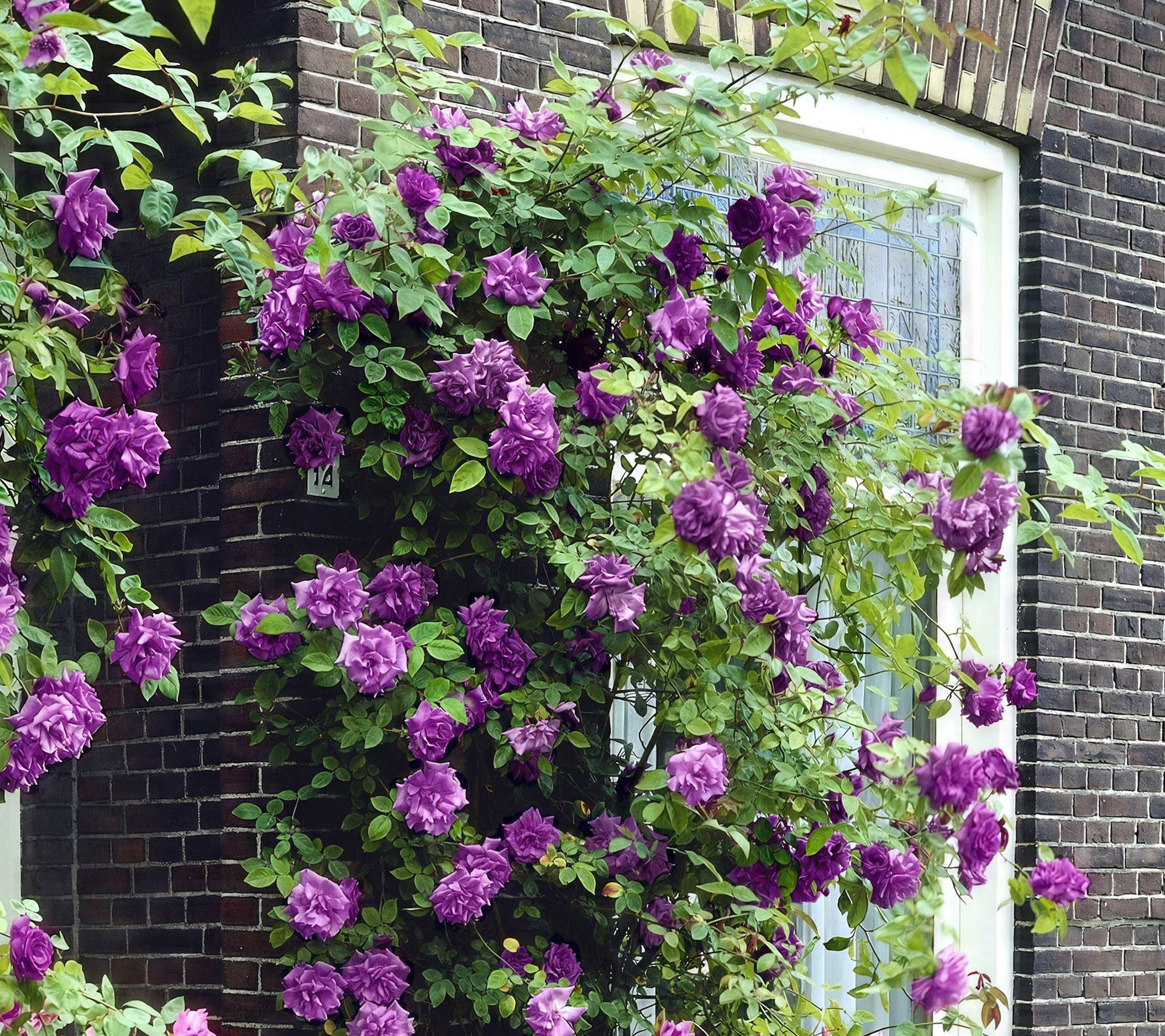 Cottage Farms 2pc Climbing Angel Face Rose