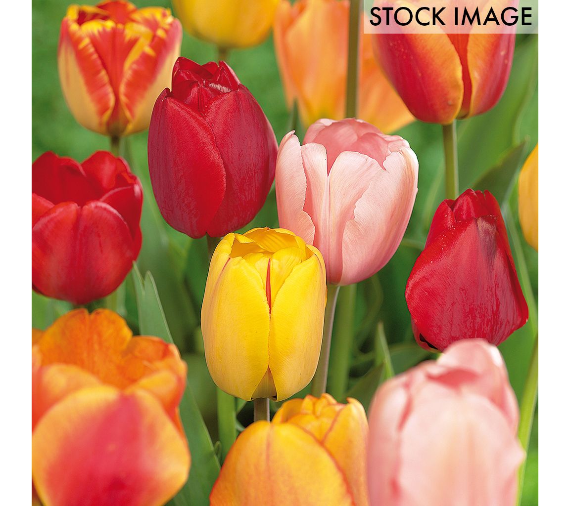 Van Zyverden Tulips Darwin Hybrid Mixture 100 Mammoth Bulbs