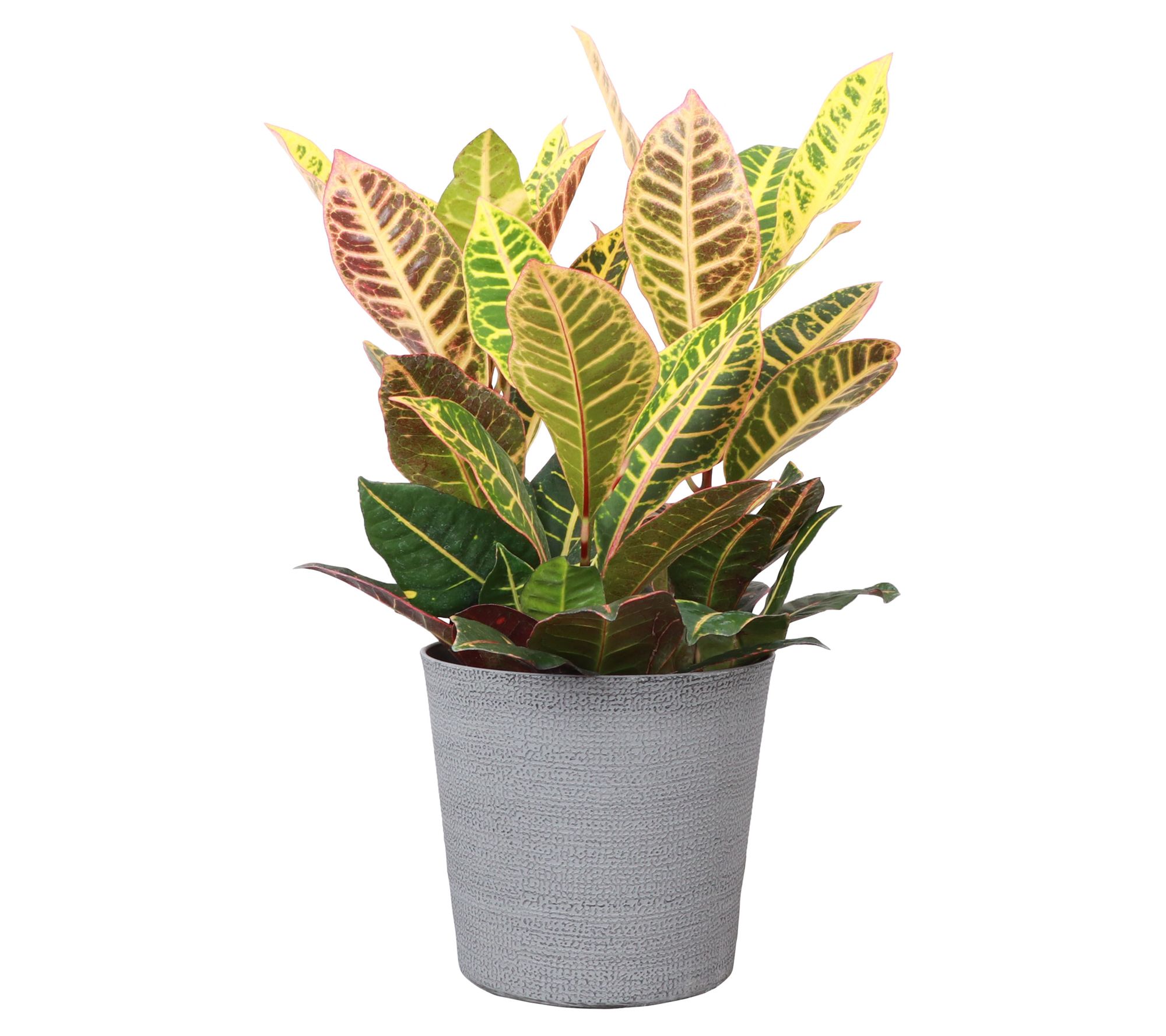Thorsen's Greenhouse Live 6" Petra Croton in Classic Pot