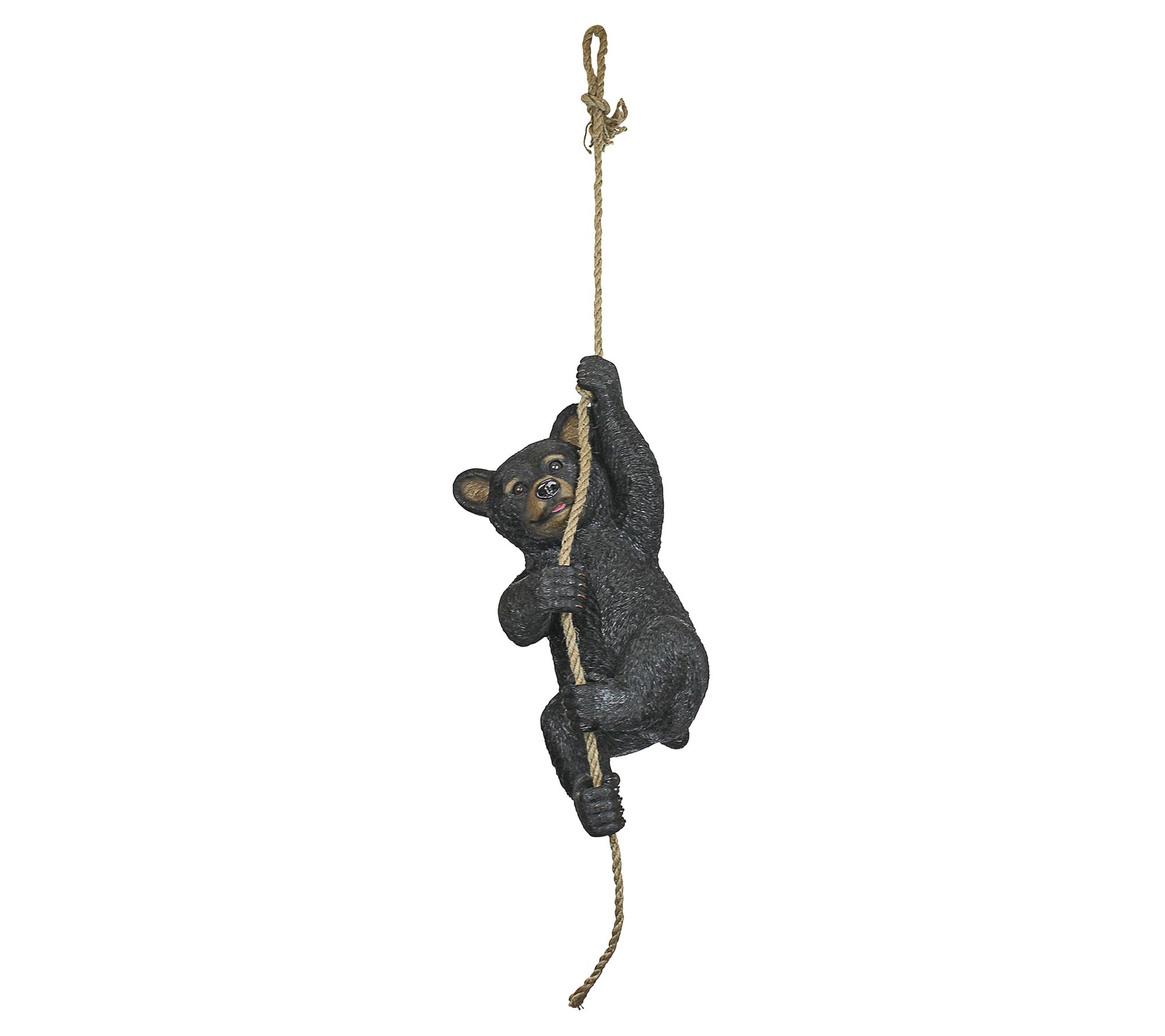 bear climbing rope