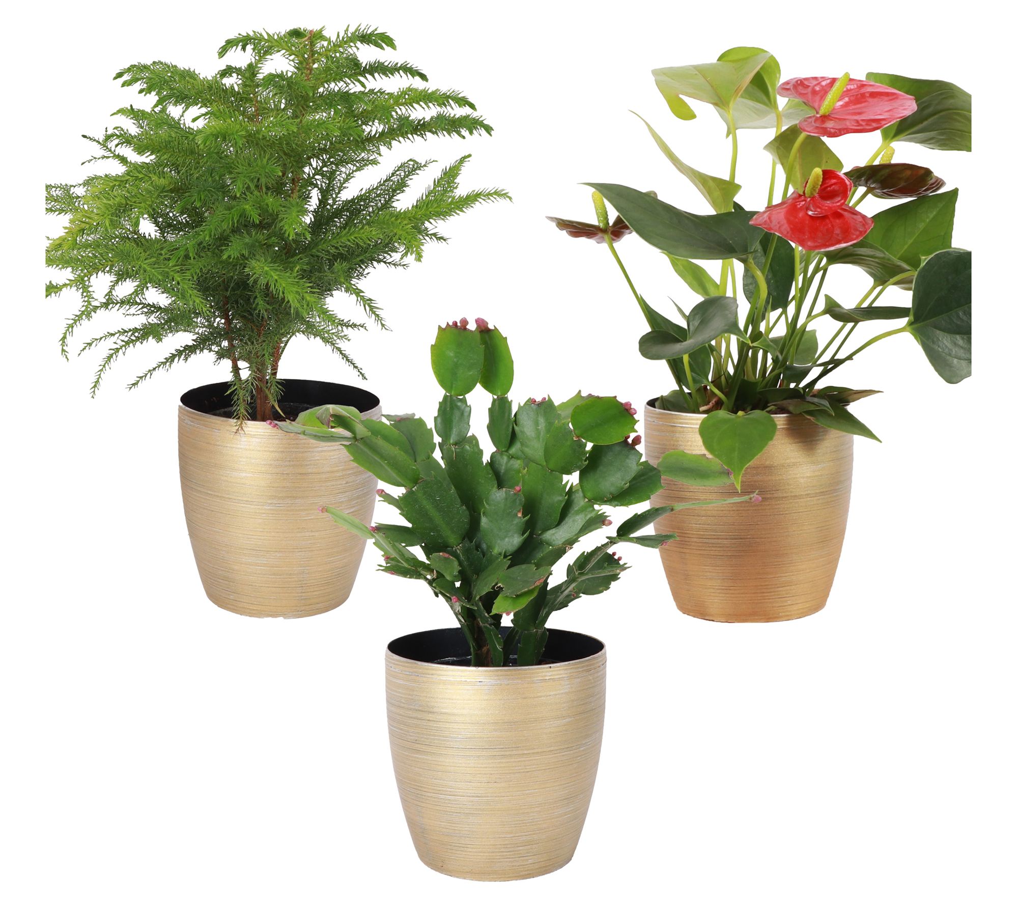 Thorsen's Greenhouse Set of 3 Live 4" ChristmasHouseplants