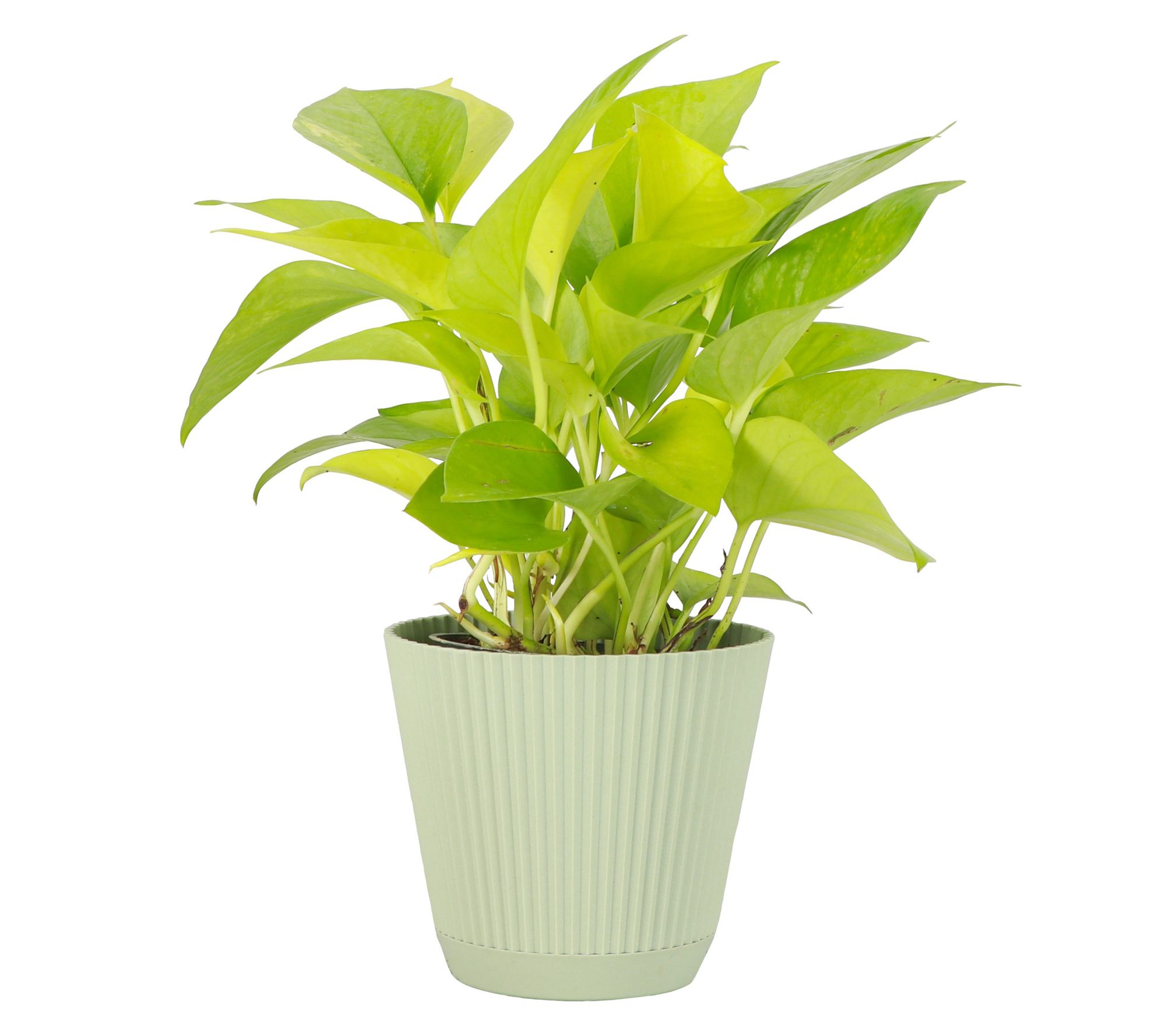 Thorsen's Greenhouse Live 4" Neon Pothos Plantin Ruffle Pot