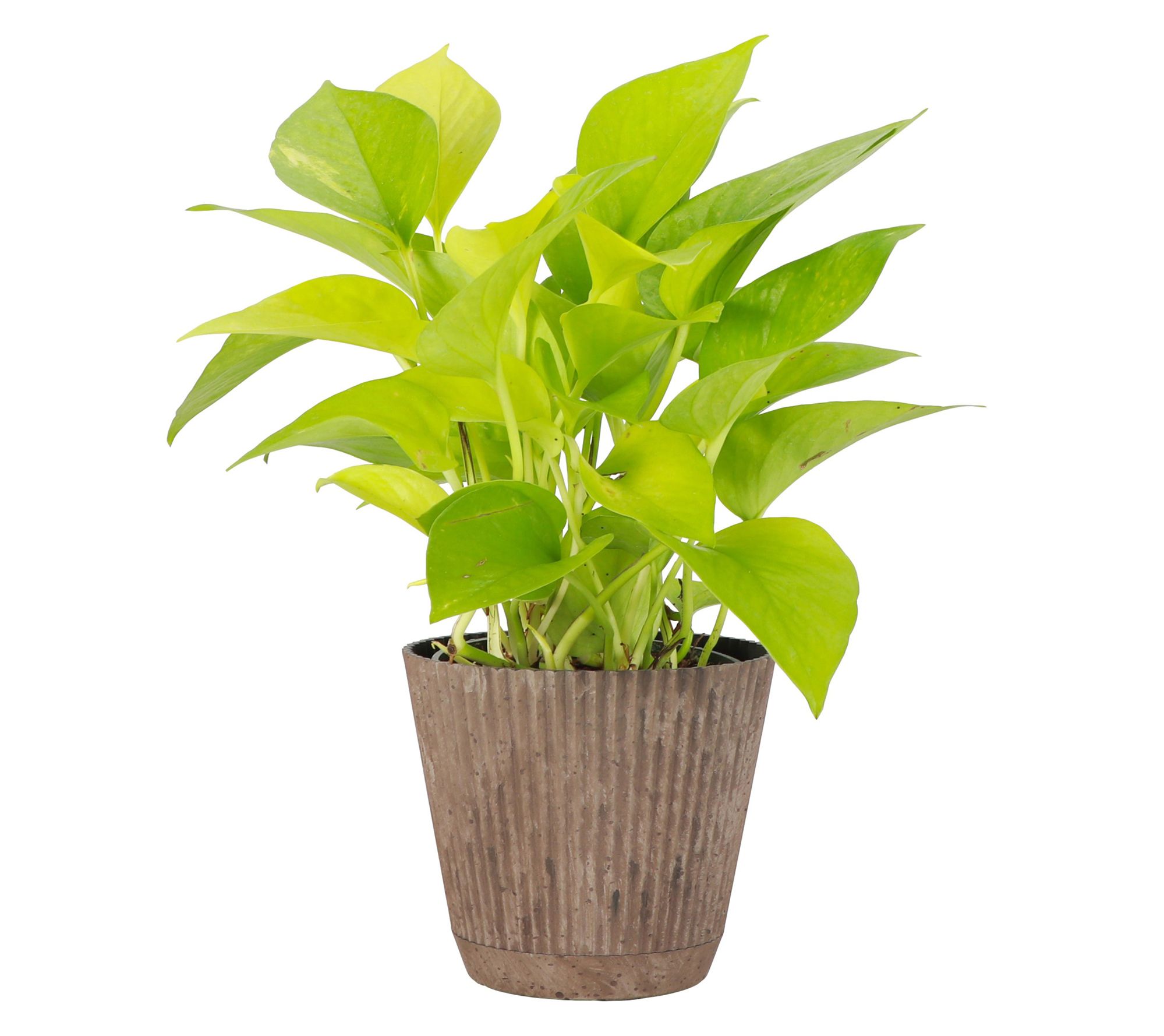 Thorsen's Greenhouse Live 4" Neon Pothos Plantin Ruffle Pot