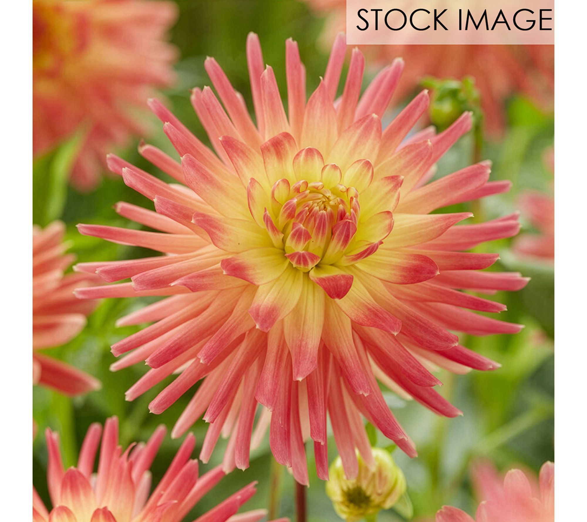 Van Zyverden Dahlias Felida Solar Flare Set of5 Bulbs
