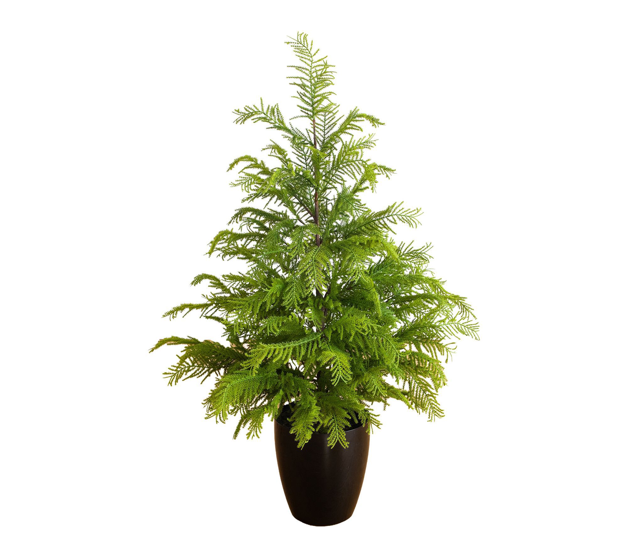 4-ft Goldcrest Tree with in Black Planter by Nearly Natural
