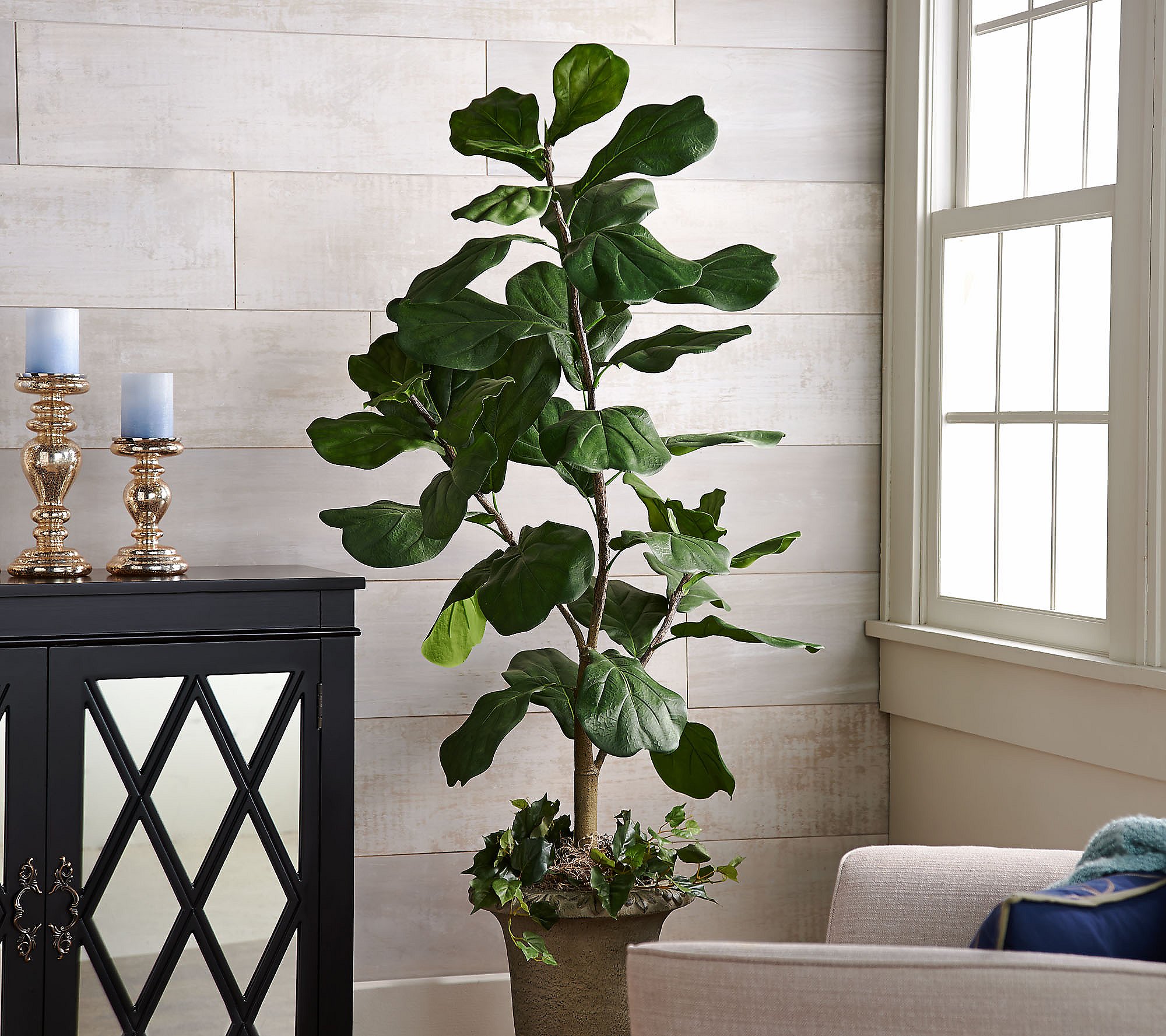 5 Potted Fiddle Leaf Tree In Pot By Valerie Qvc Com