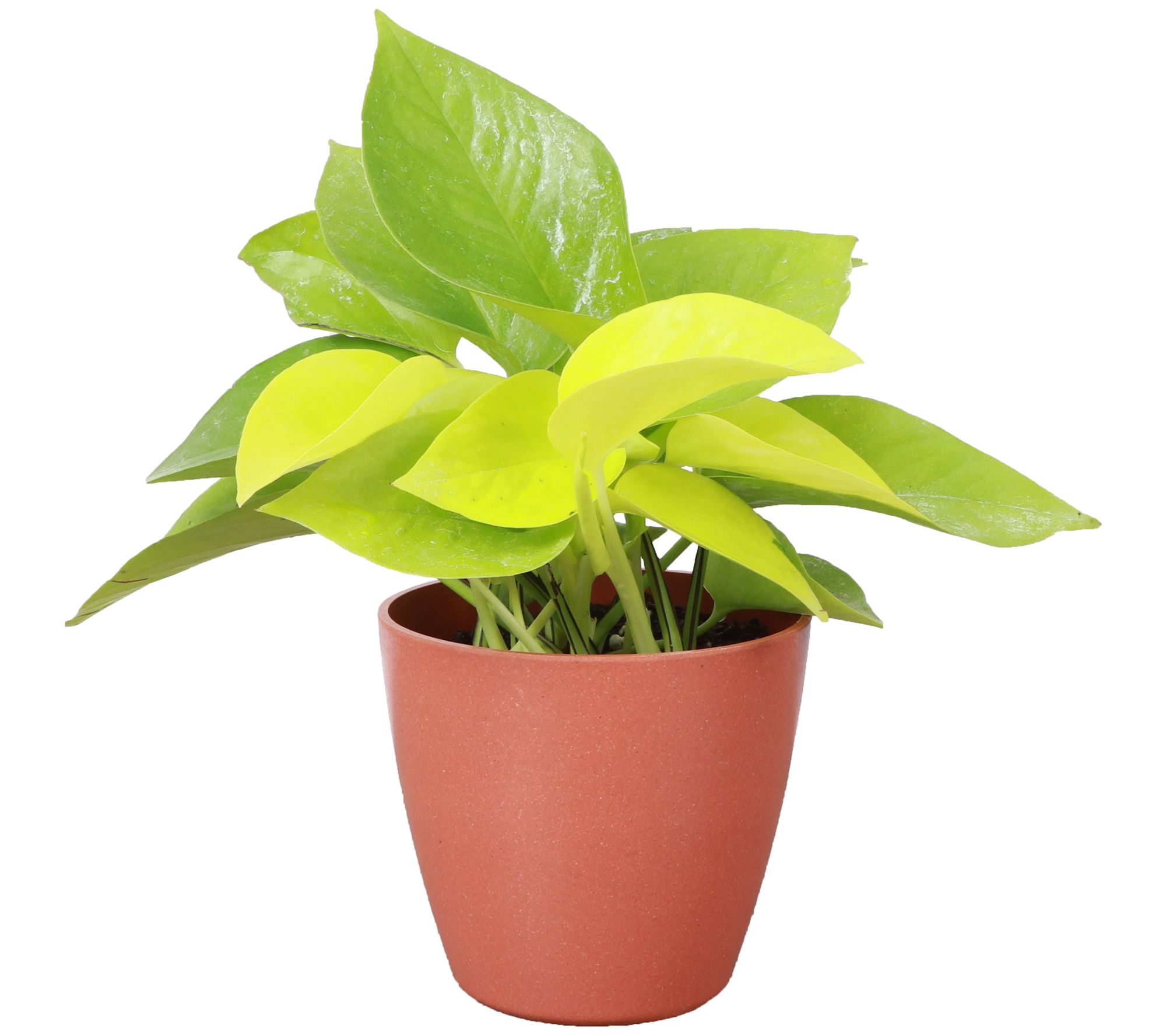 Thorsen's Greenhouse Live 4" Neon Pothos in Biodegradable Pot