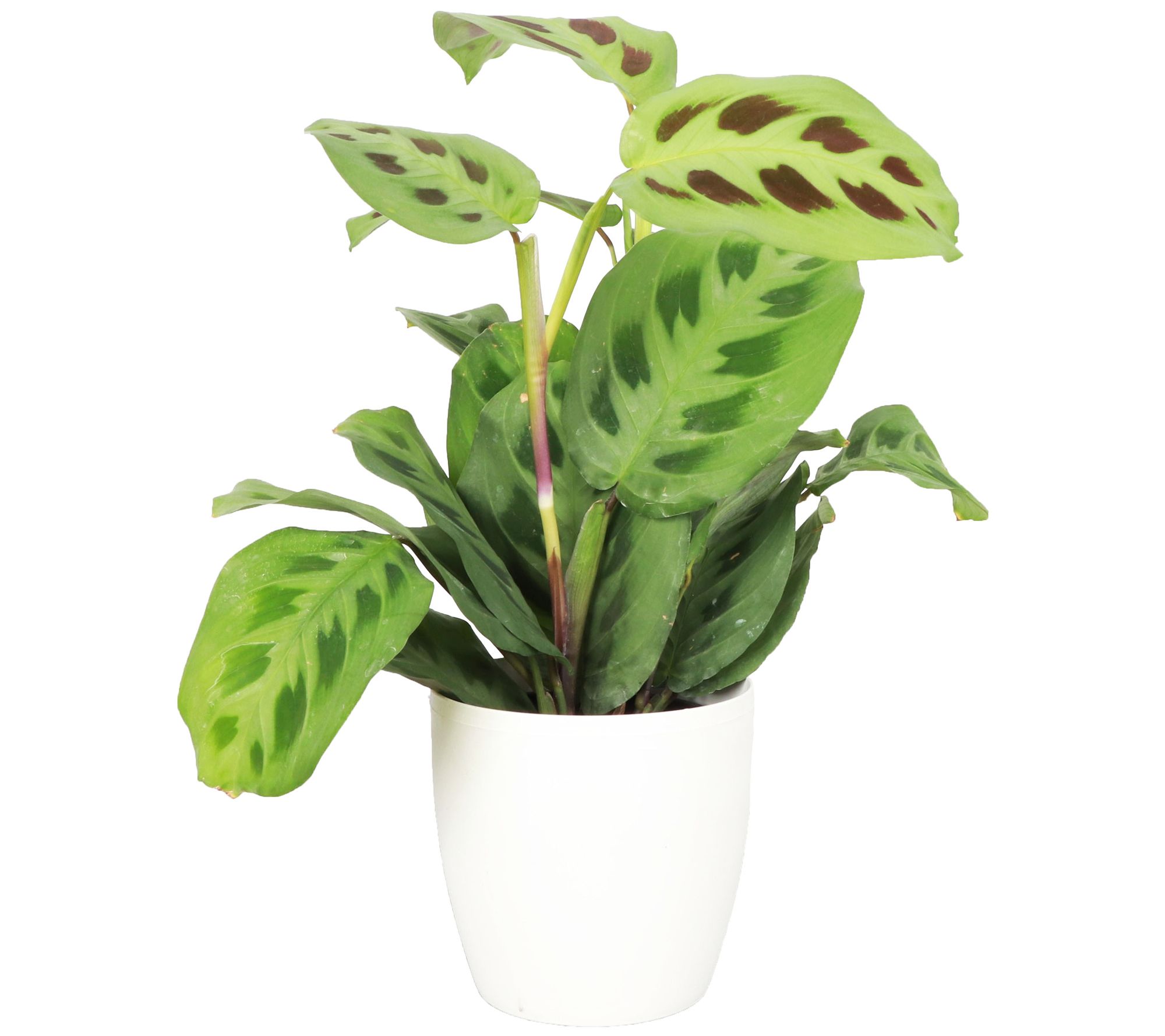 Thorsen's Greenhouse Live 4" Green Maranta in Classic Pot