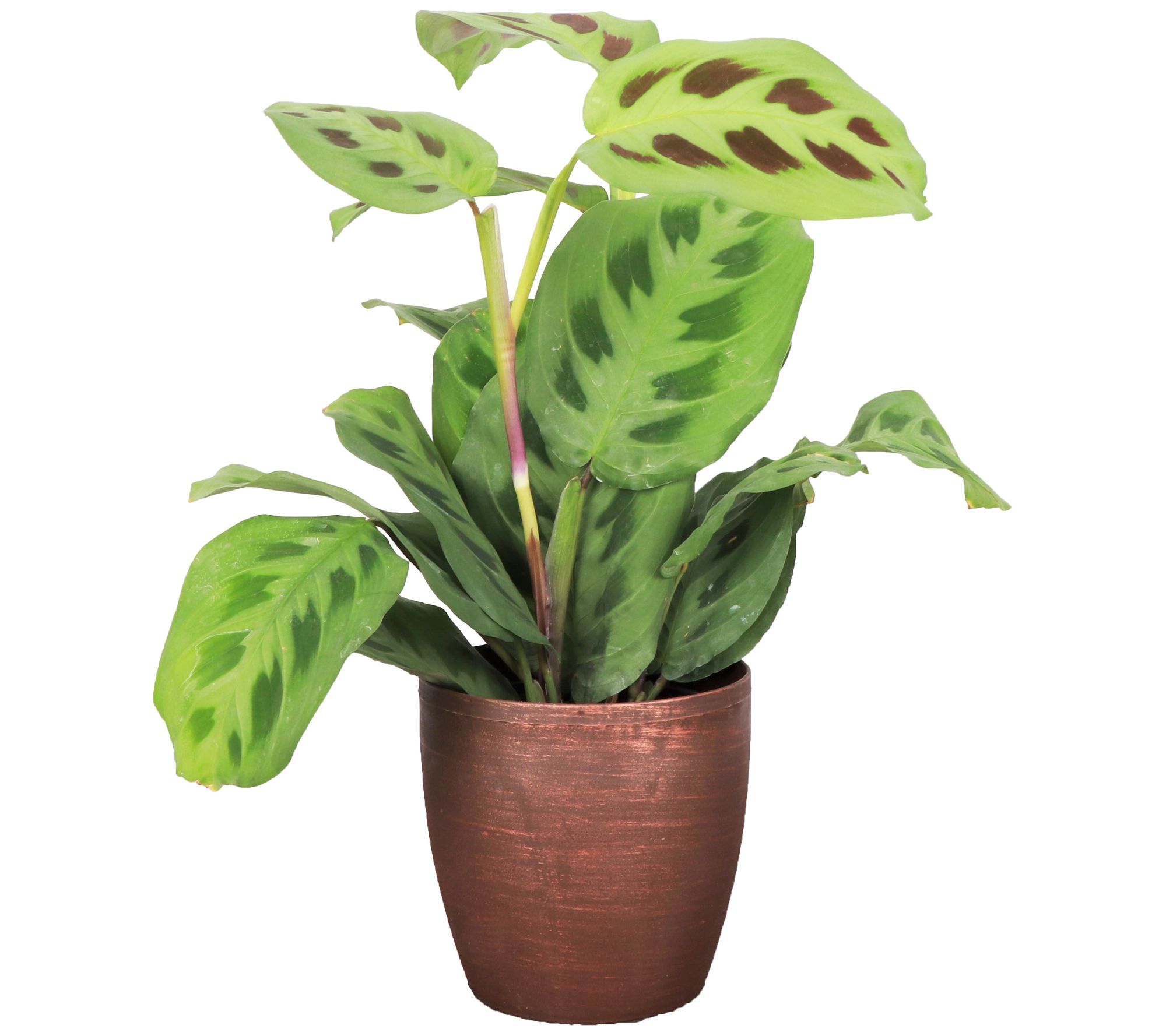 Thorsen's Greenhouse Live 4" Green Maranta in Classic Pot