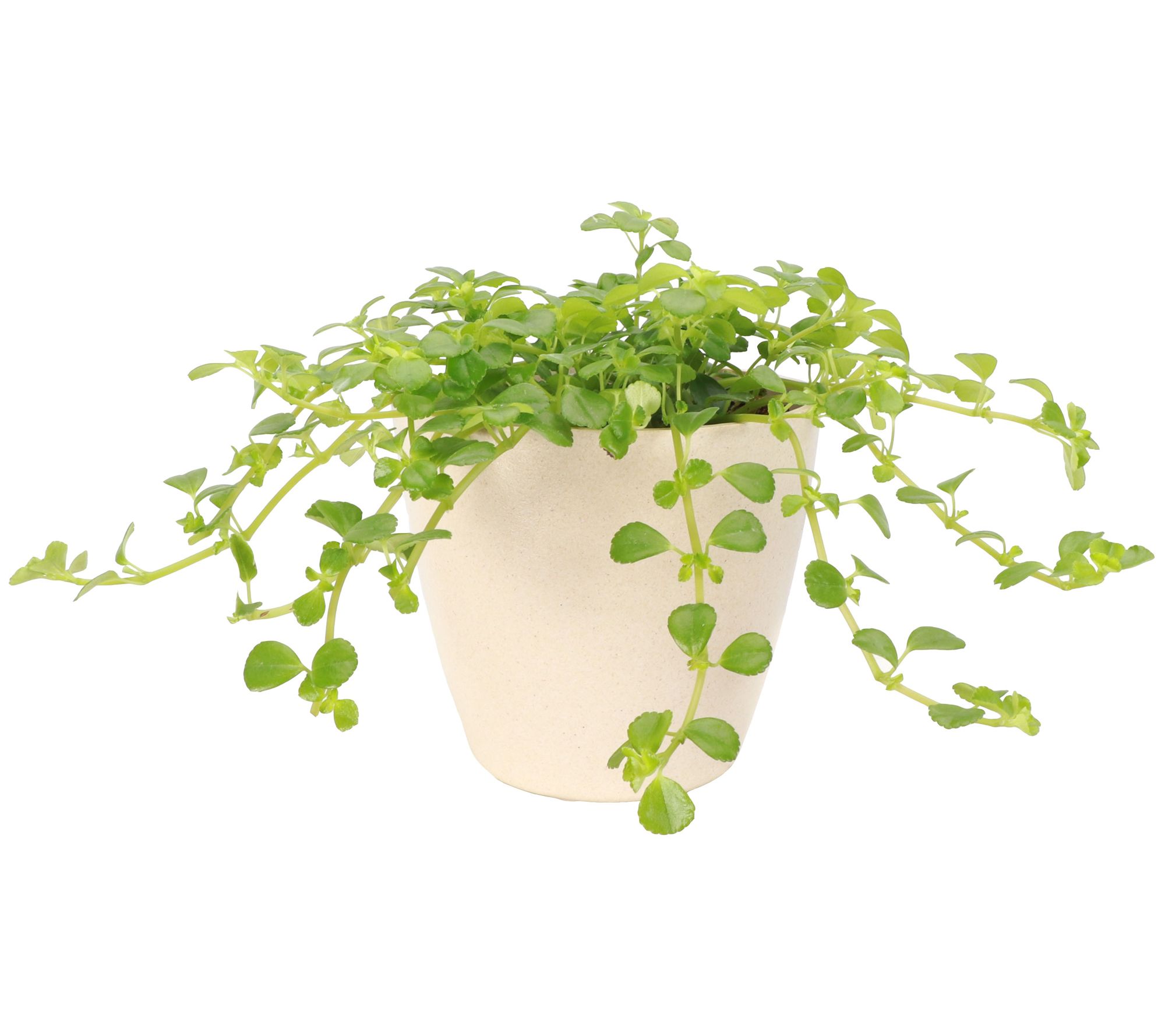 Thorsen's Greenhouse Live 4" Green Baby Tears Plant, Eco Pot