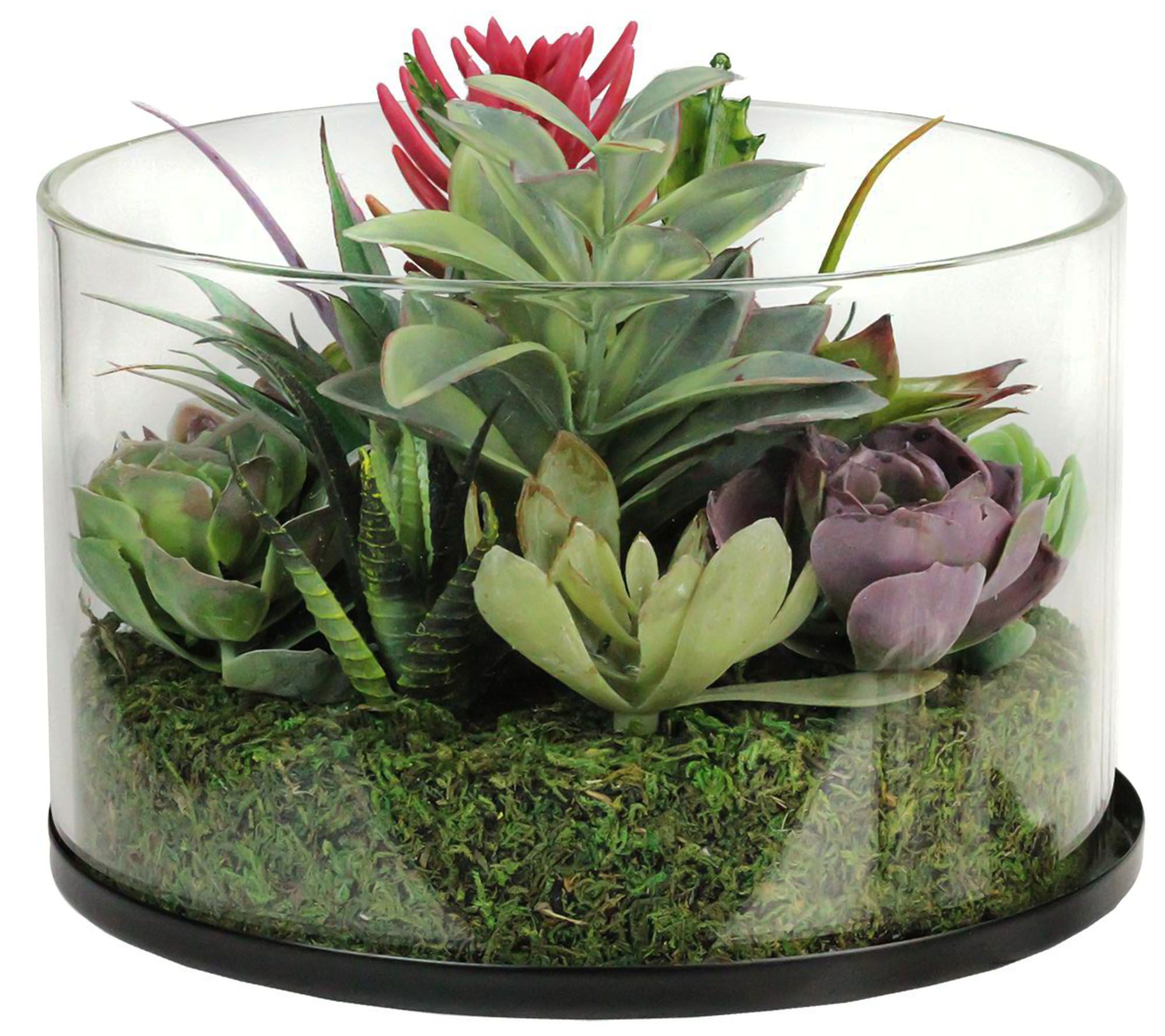 Northlight Mixed Succulent Arrangement in GlassJar
