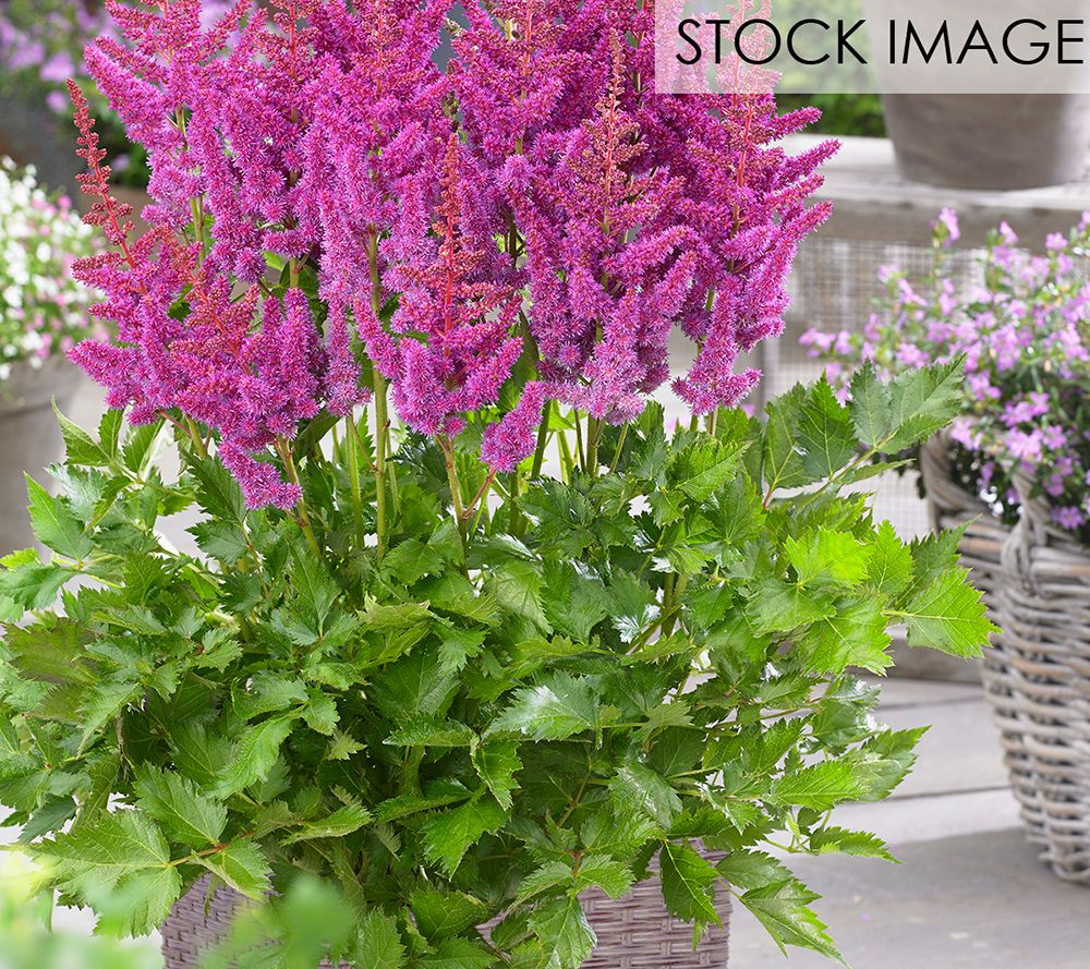 Van Zyverden Astilbe Visions Patio Kit With Decorative Ratten