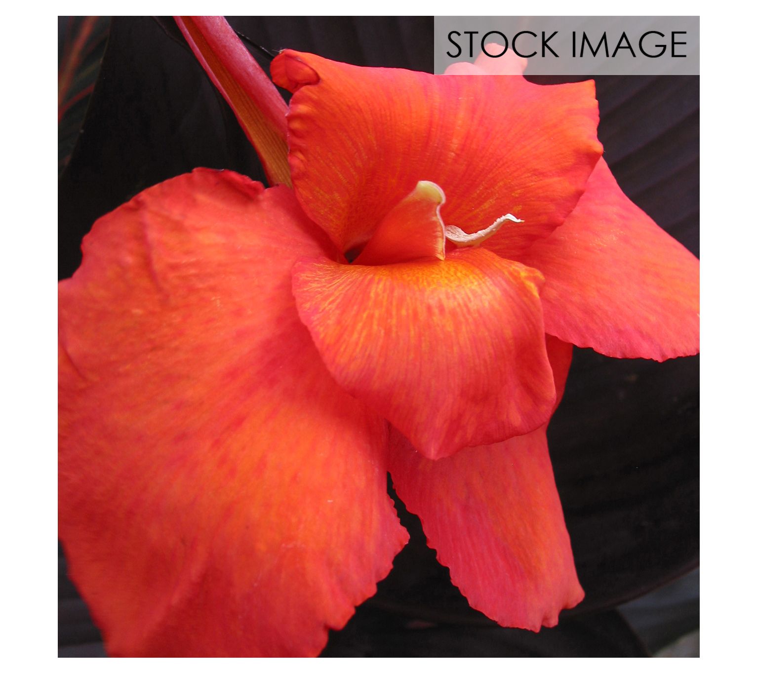 Van Zyverden Cannas Tropicanna Black Set of 1 Bulb