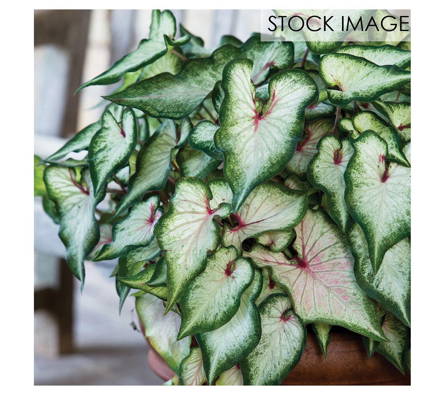 Van Zyverden Caladiums Strap Leaf White WonderSet of 3 Bulbs
