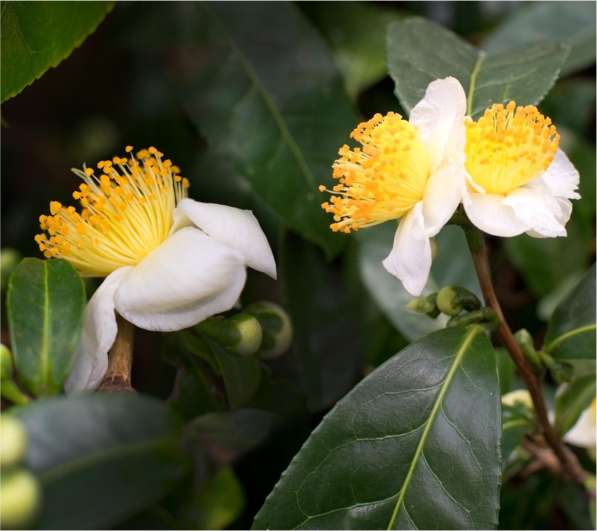 Cottage Farms Green Tea Camellia Shrub