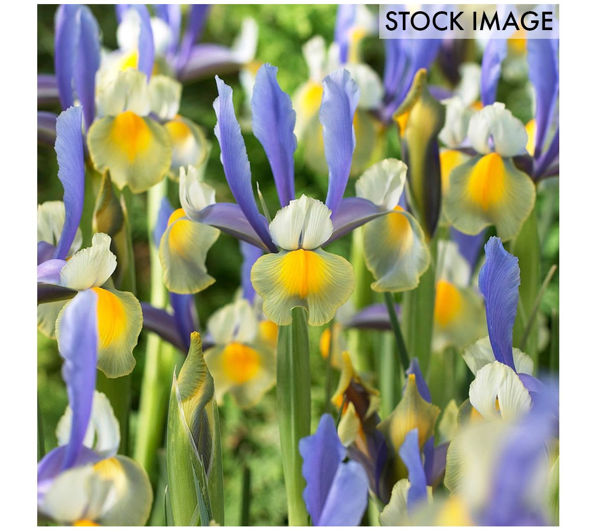 Van Zyverden Dutch Iris Miss Saigon Set of 25 Bulbs