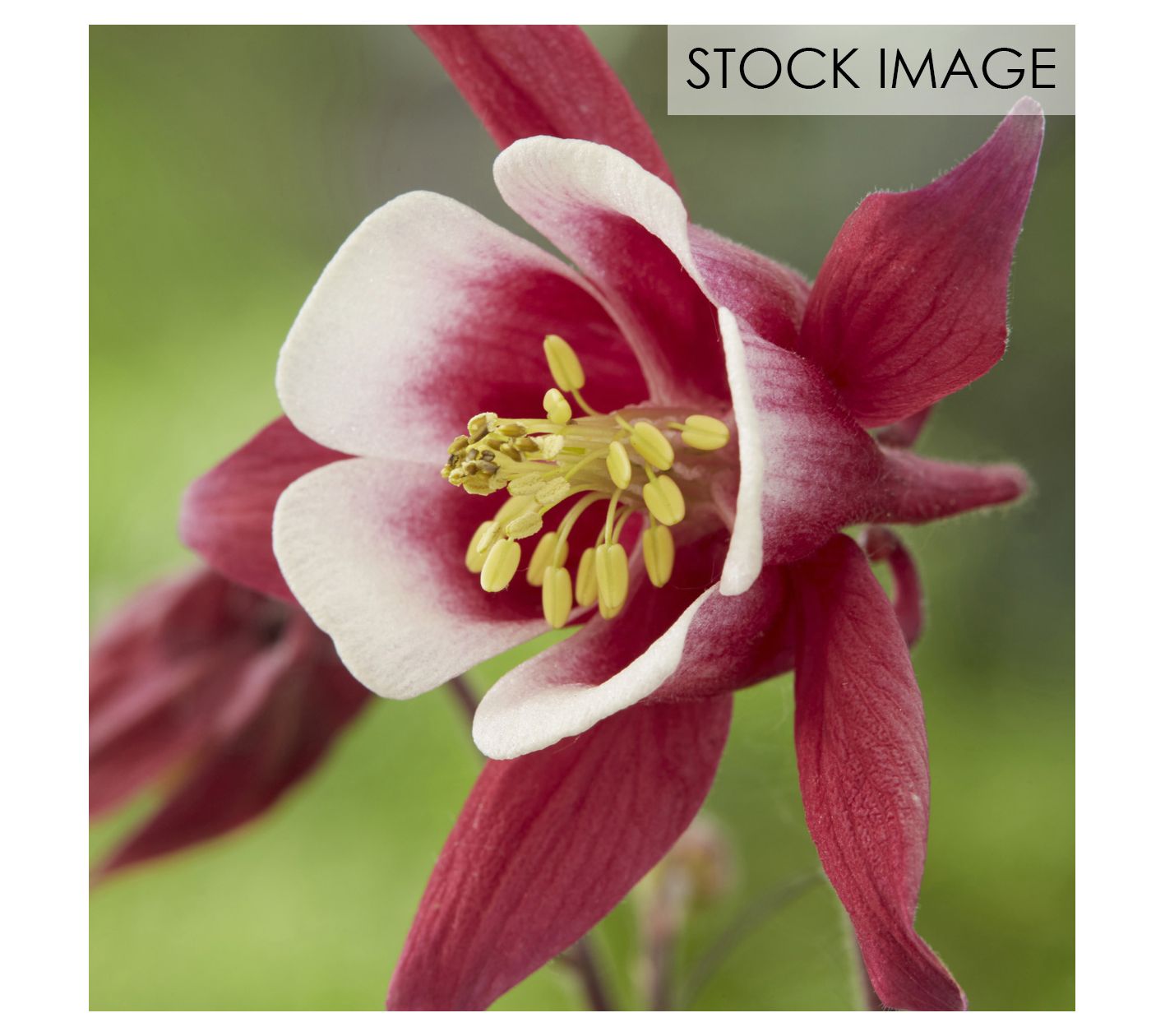 Van Zyverden Aquilegia Columbine Biedermeier Set of 5 Roots